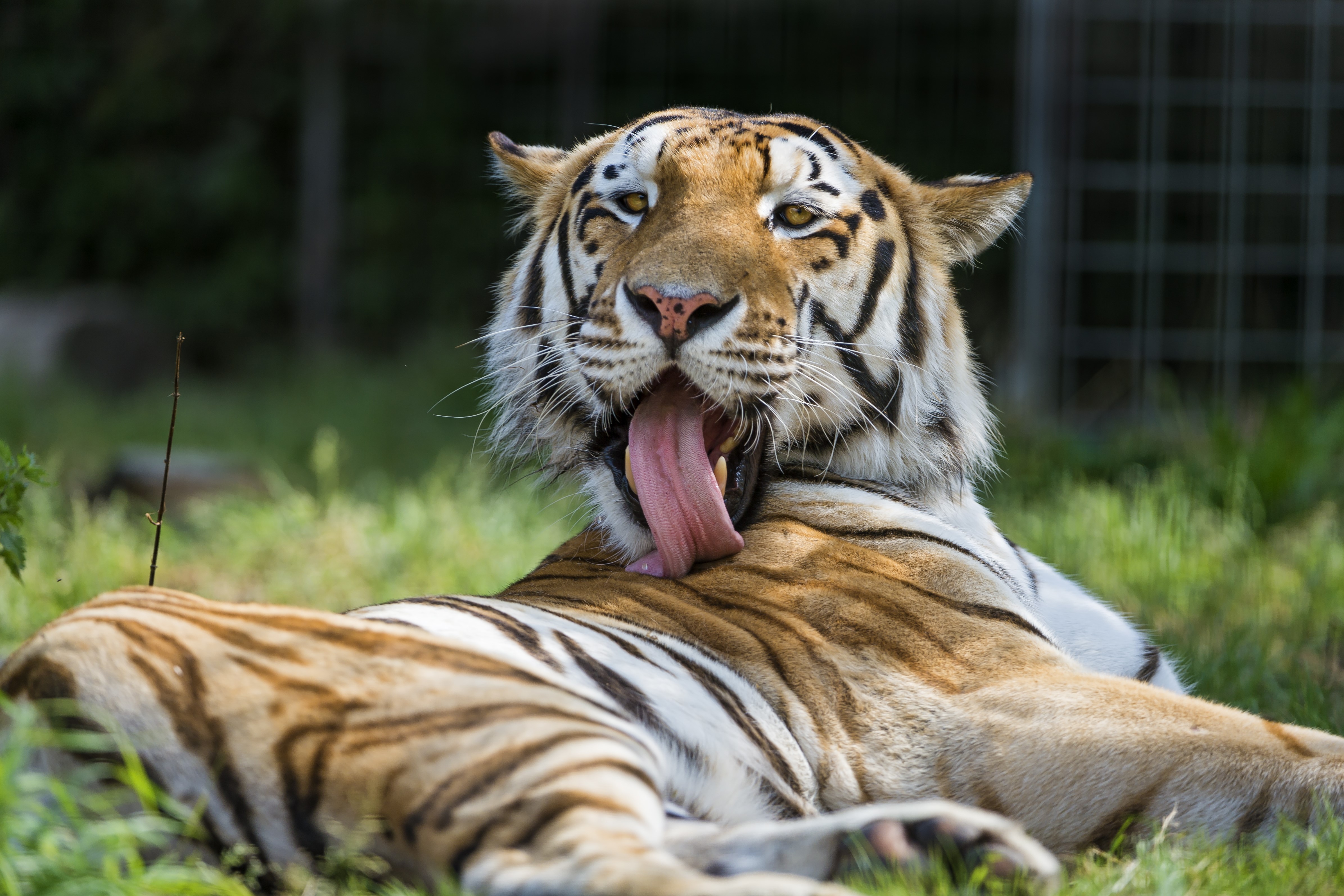 Tiger yawning with its tongue out HD Wallpaper