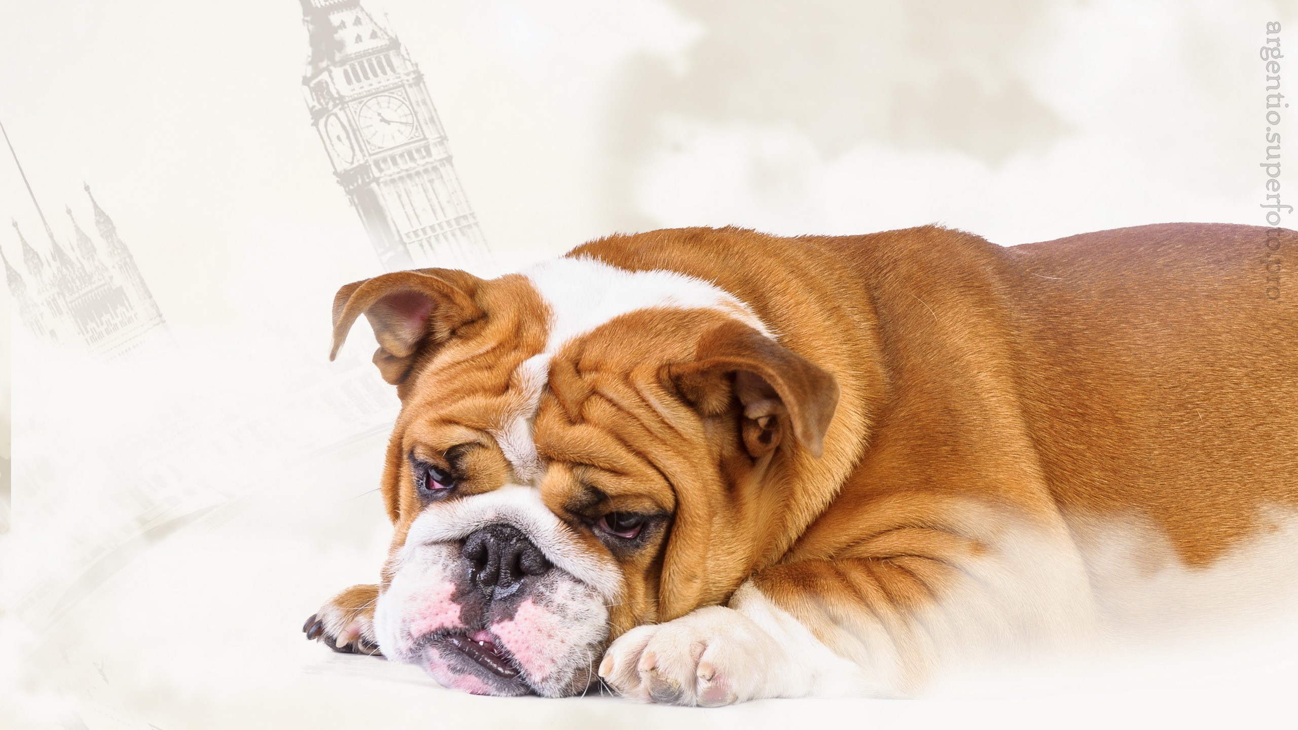 English Bulldog in front of Big Ben HD Wallpaper