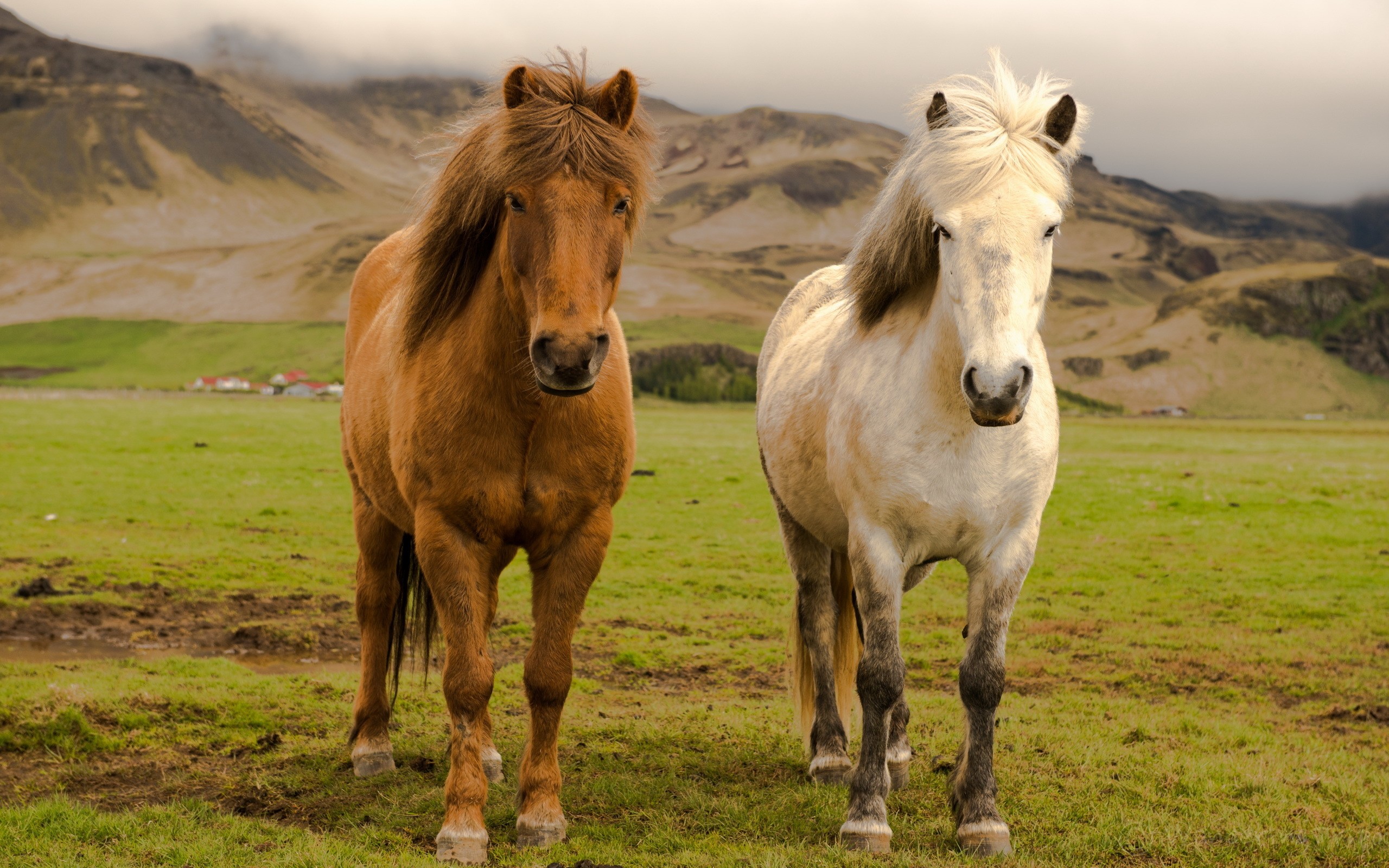 Two horses in a field with mountains HD Wallpaper