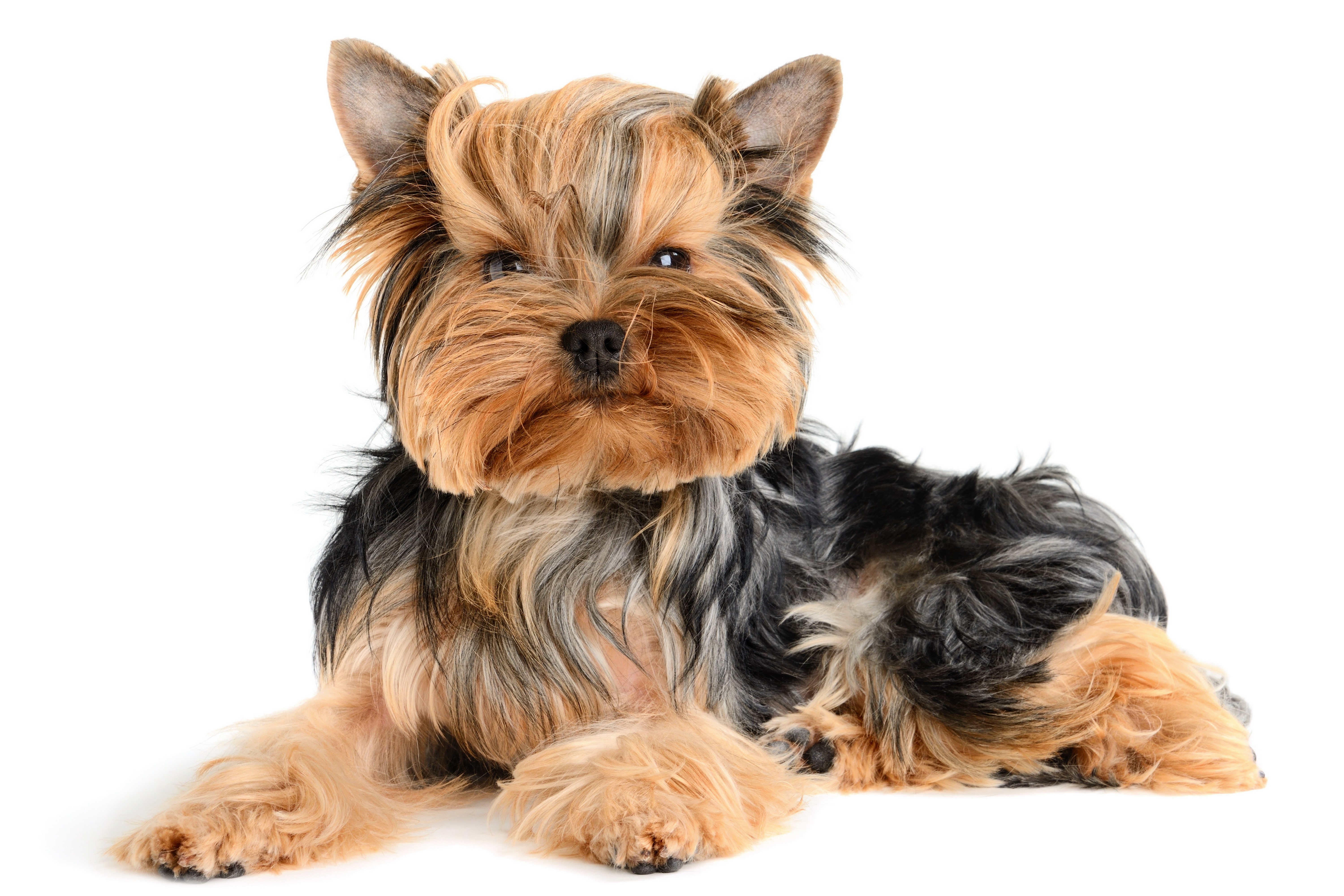 Yorkshire terrier puppy lying down HD Wallpaper