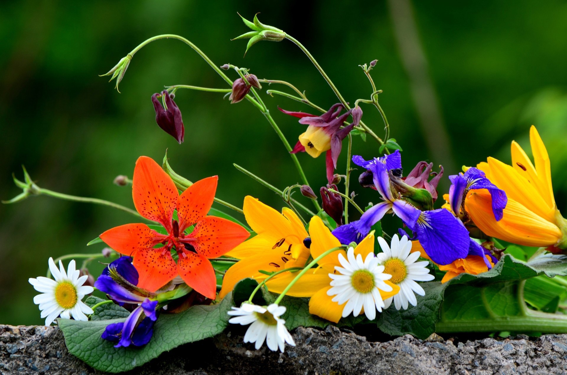Bouquet of wildflowers including lilies, irises, and daisies HD Wallpaper
