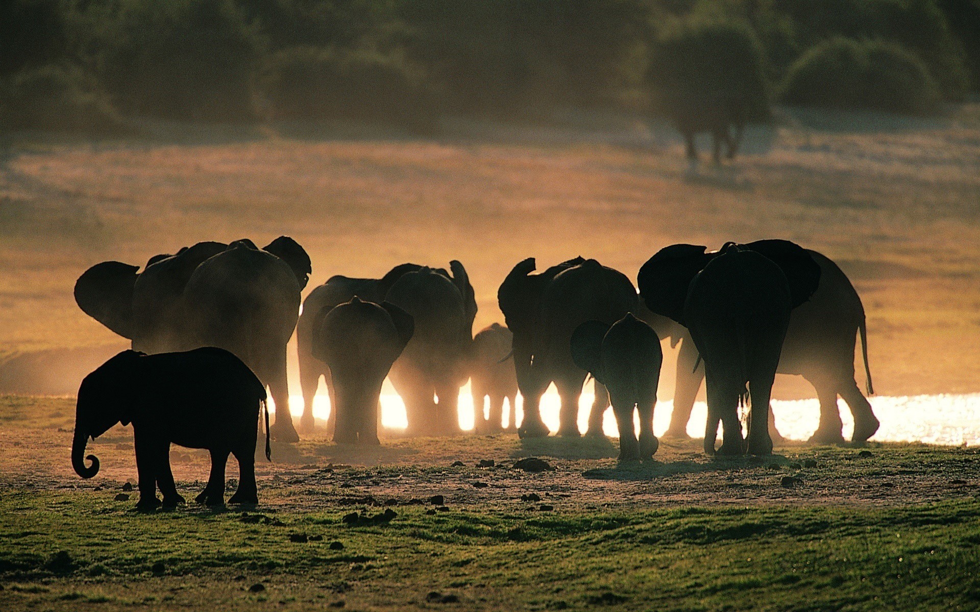 A herd of elephants at sunset HD Wallpaper
