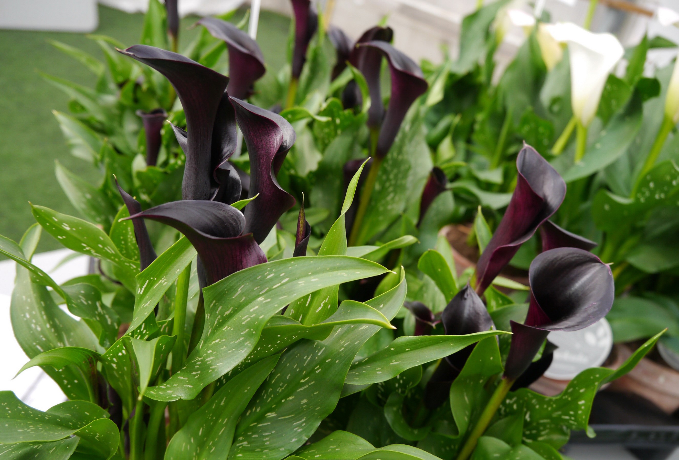 Dark Purple Calla Lilies with Green Leaves HD Wallpaper