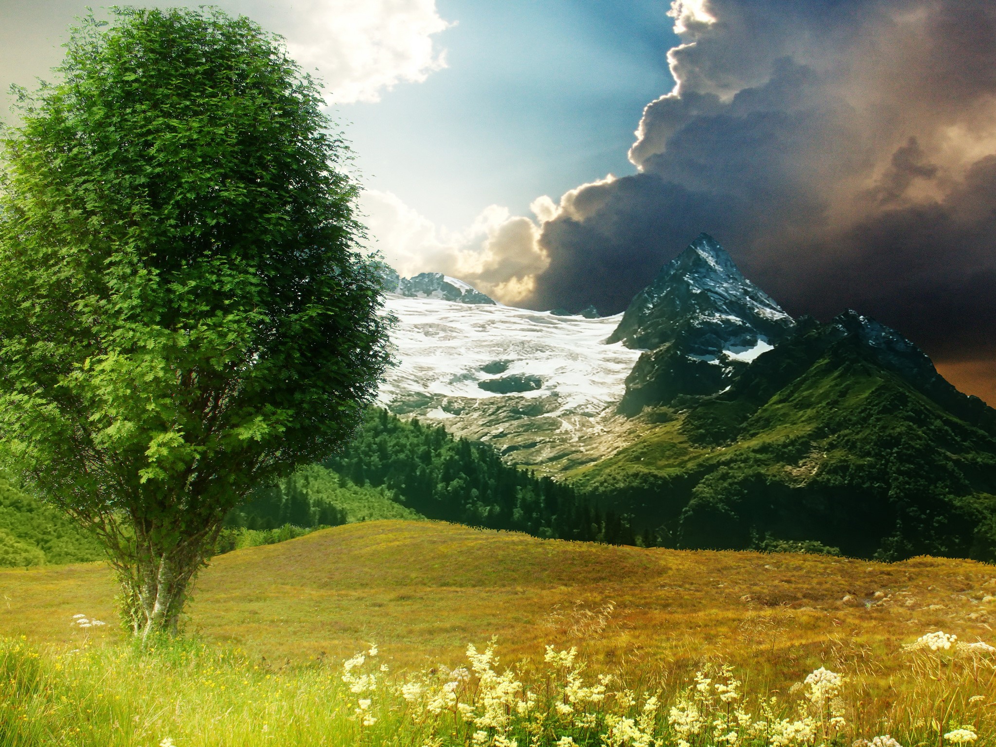 Green tree in a field with mountains and stormy sky HD Wallpaper