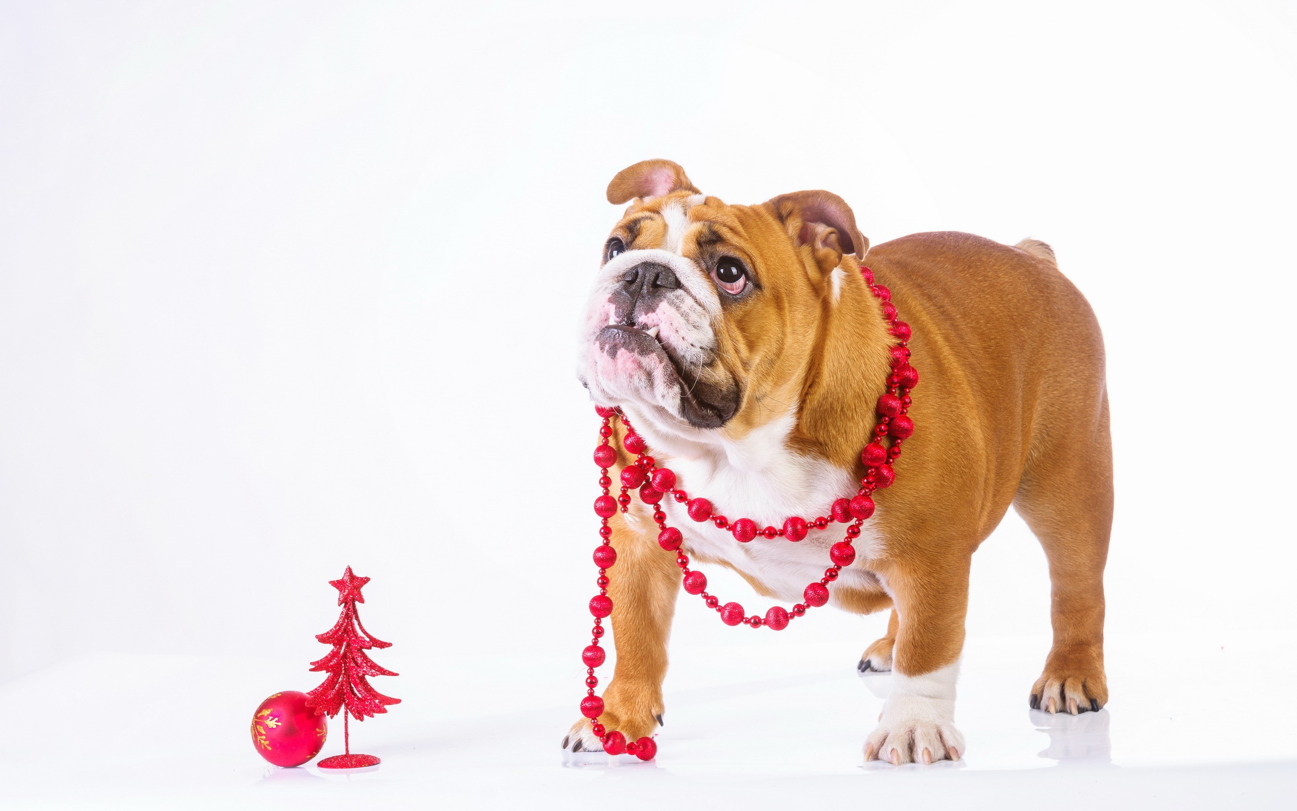 Bulldog with Christmas Decorations HD Wallpaper