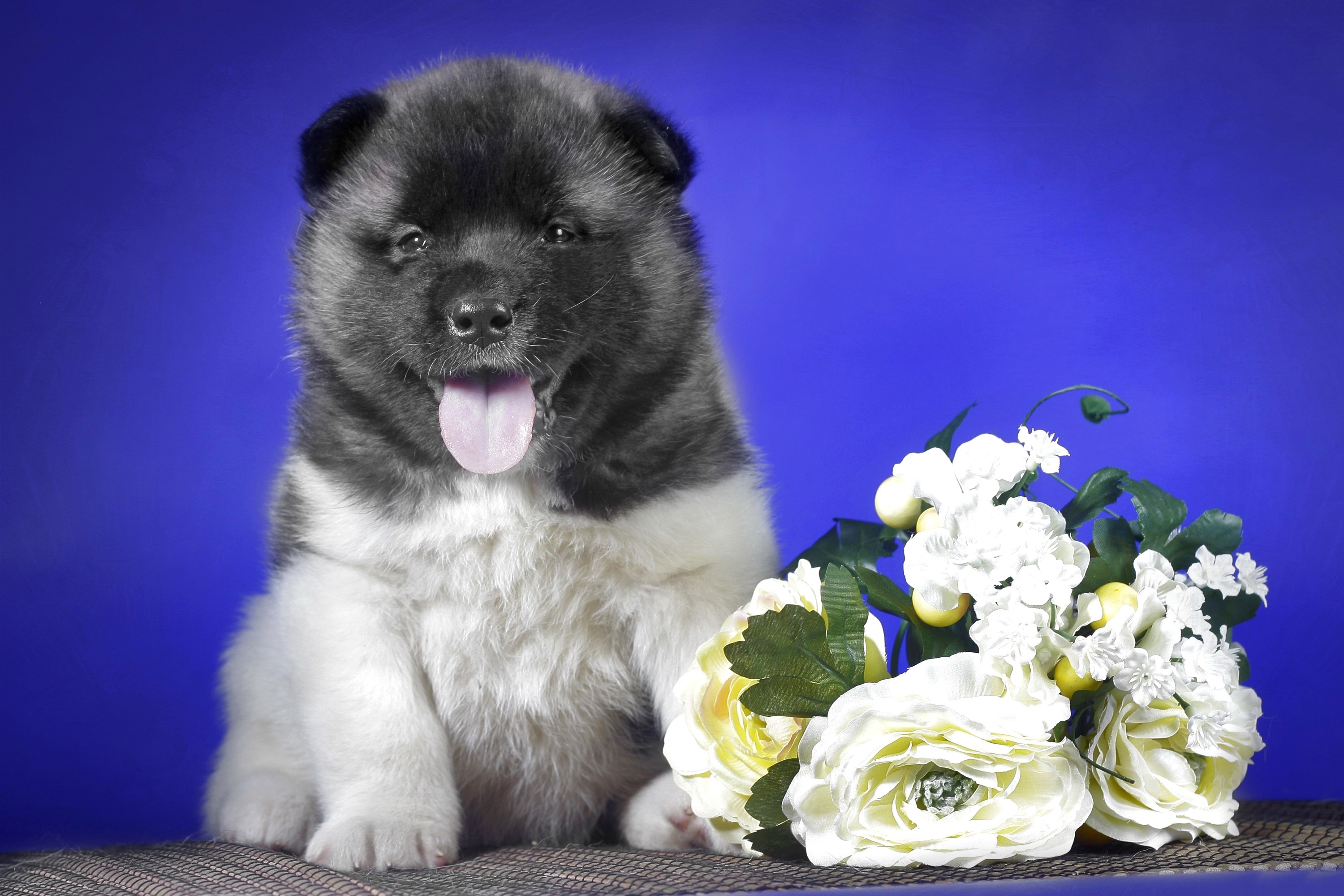 Akita puppy with white roses HD Wallpaper