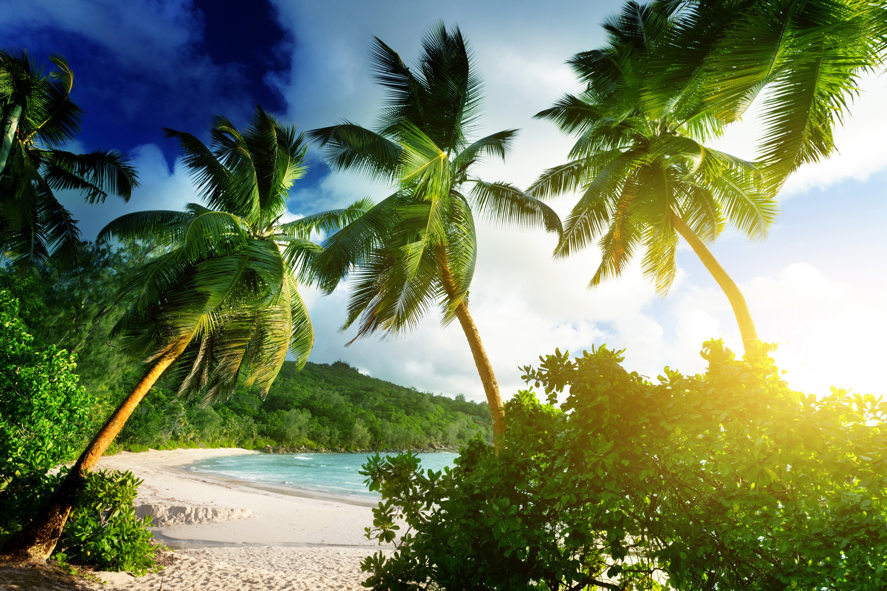 Tropical beach with palm trees and ocean HD Wallpaper