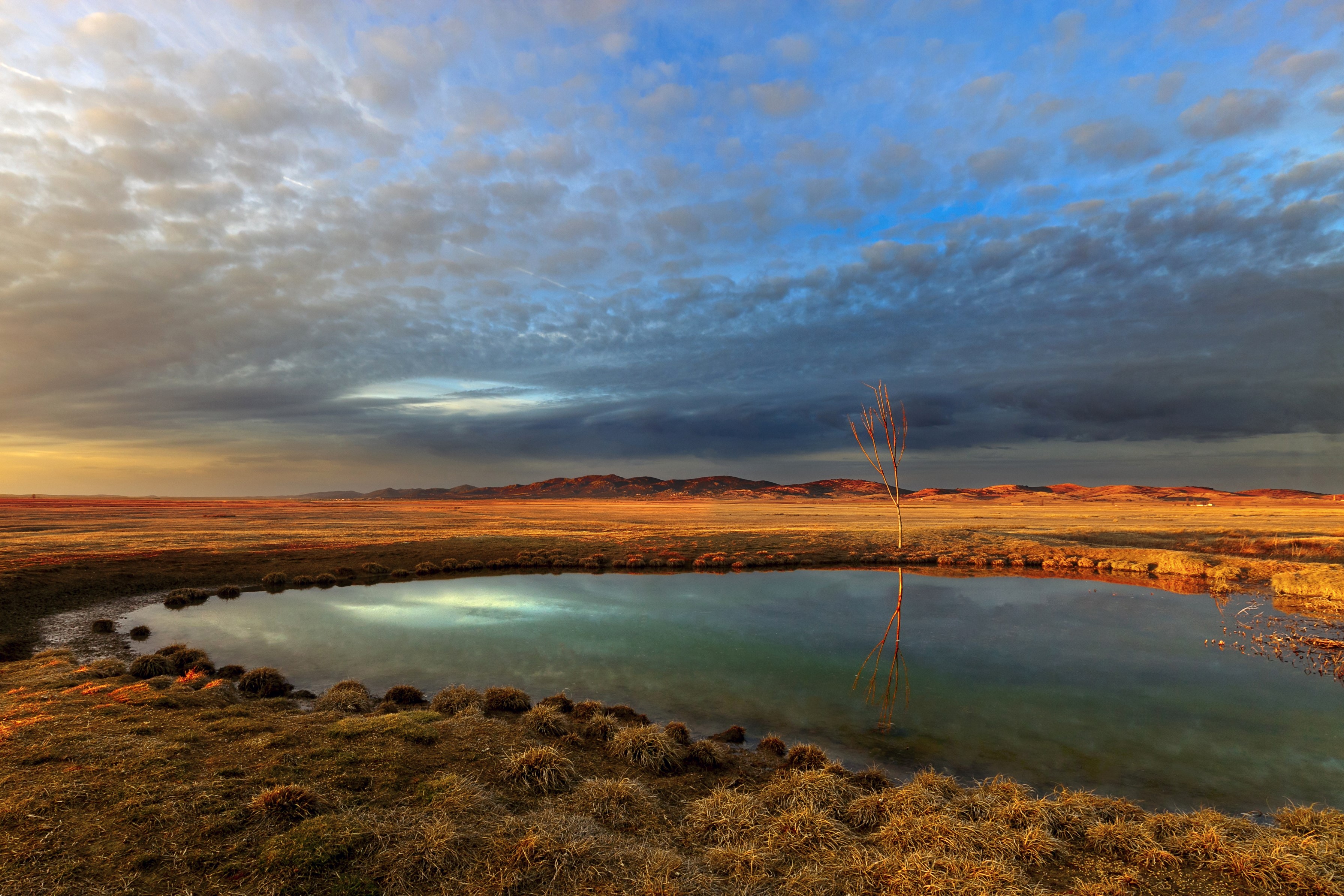 A lone tree reflects in a small lake at sunset HD Wallpaper