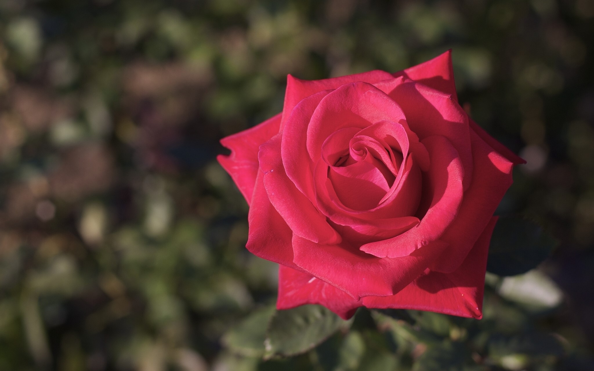Close-up of a red rose HD Wallpaper