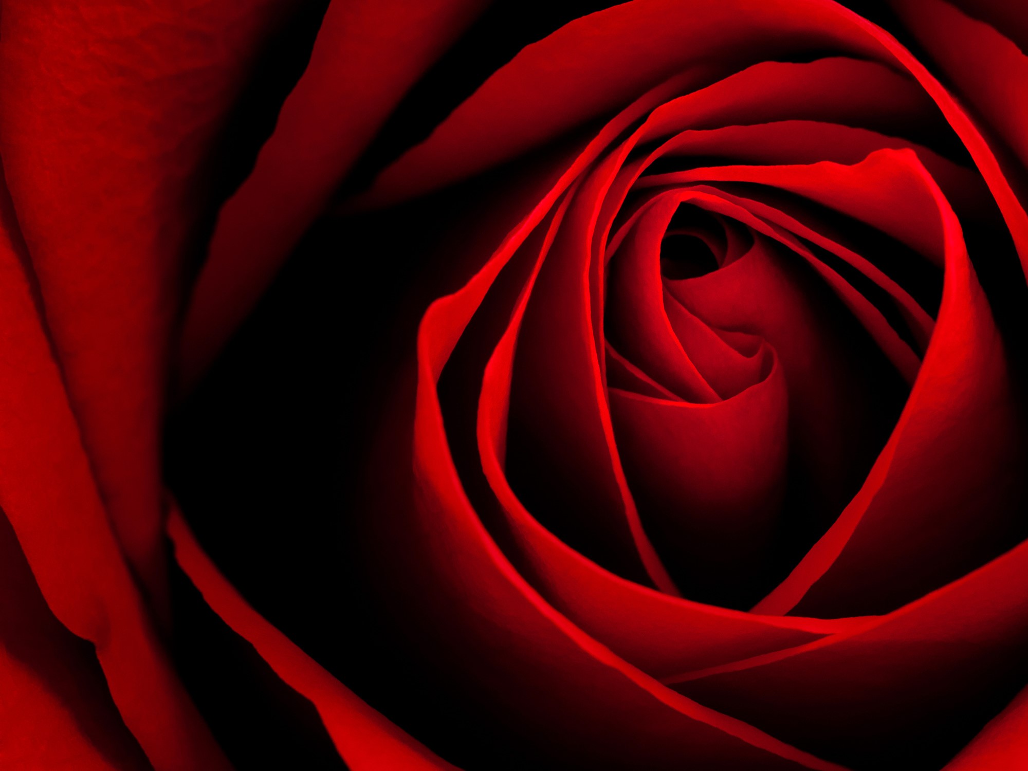 Close-up of a red rose HD Wallpaper