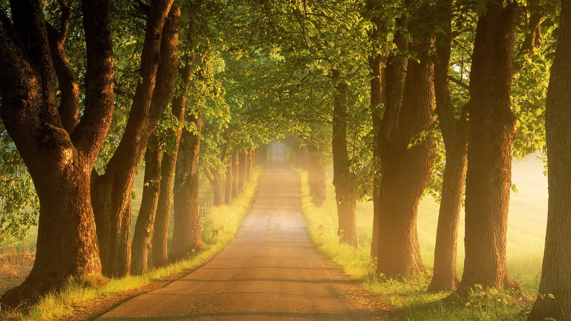 Tree-lined road in golden sunlight HD Wallpaper