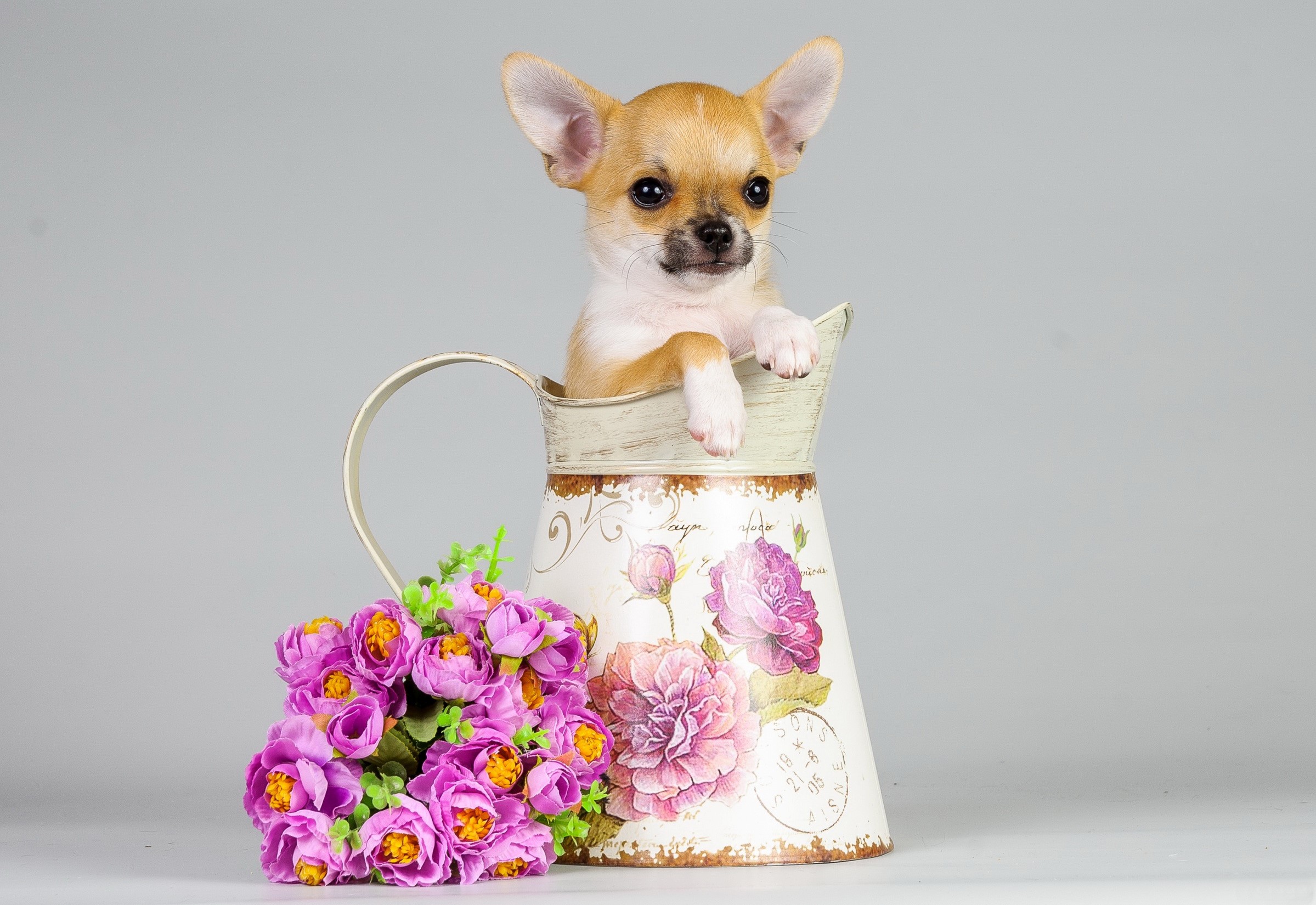 Chihuahua puppy in a decorative pitcher with flowers HD Wallpaper