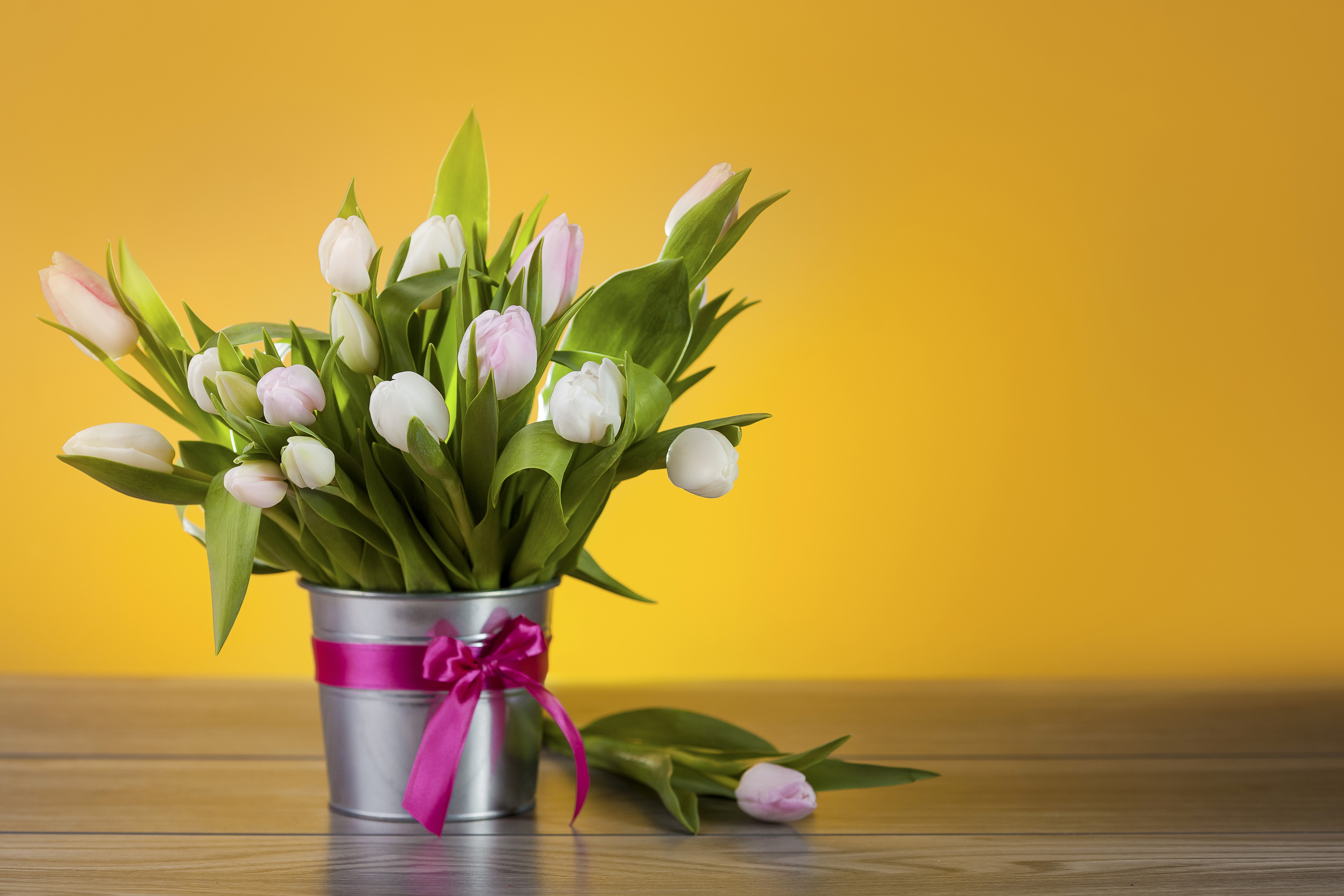 White and Pink Tulips in a Bucket with Pink Bow HD Wallpaper