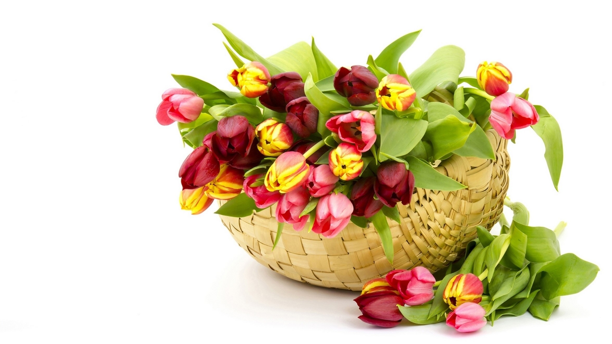 Basket of red, pink, and yellow tulips HD Wallpaper