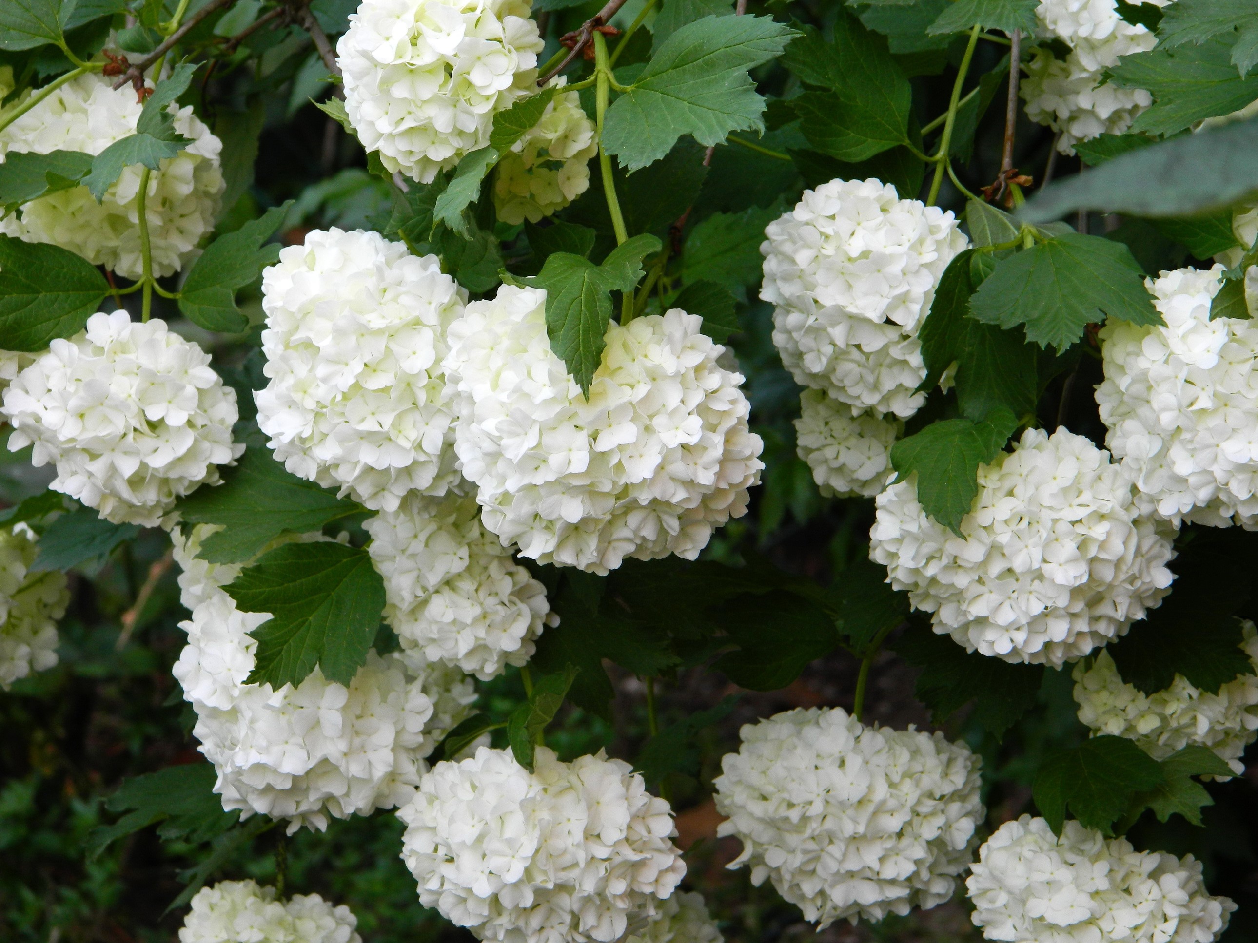 White Hydrangea Flowers on a Bush HD Wallpaper