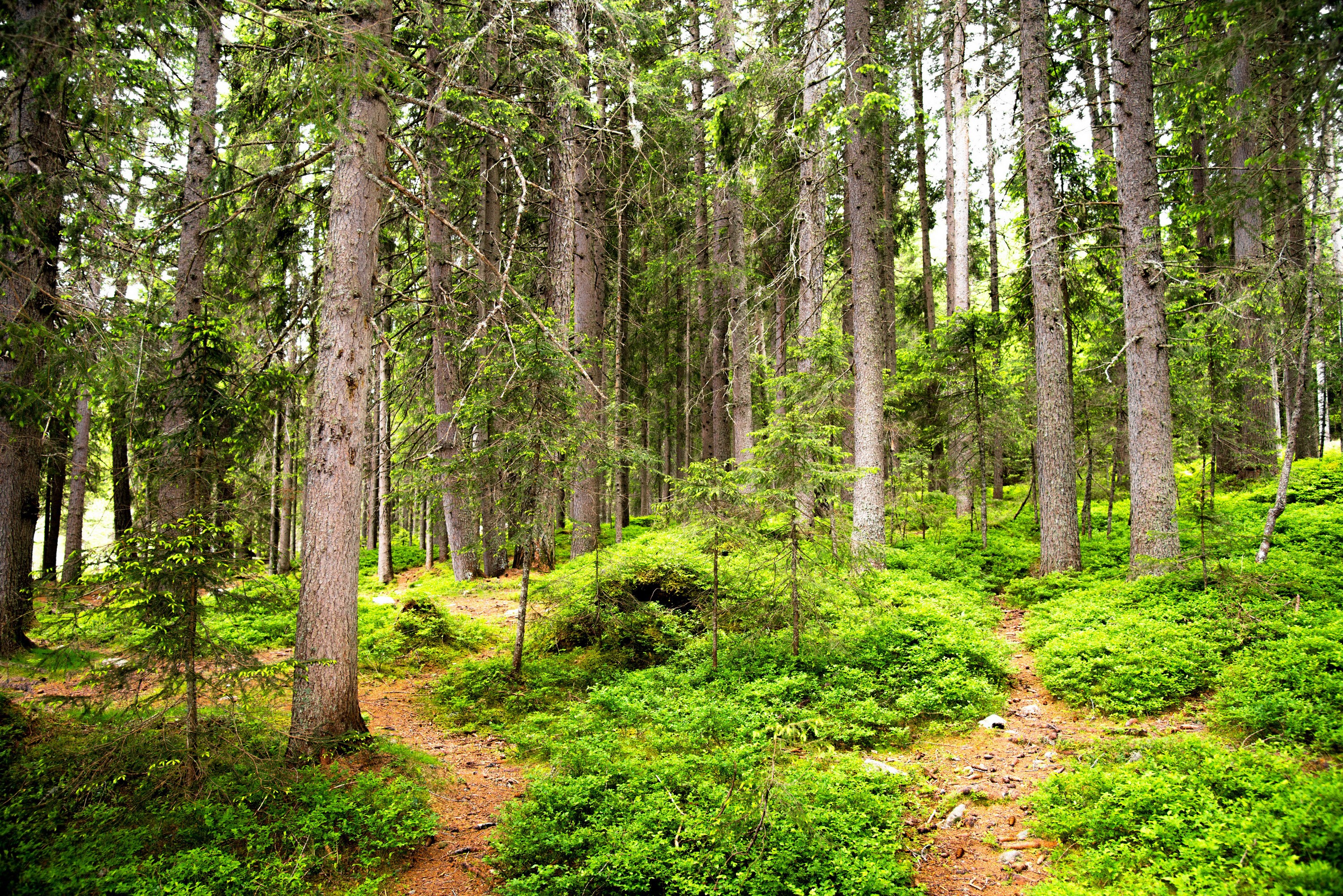Forest path with green undergrowth and tall trees HD Wallpaper