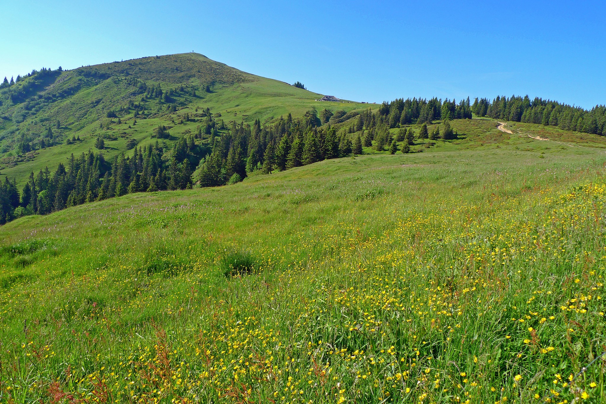 Green mountain meadow with yellow flowers and spruce trees HD Wallpaper