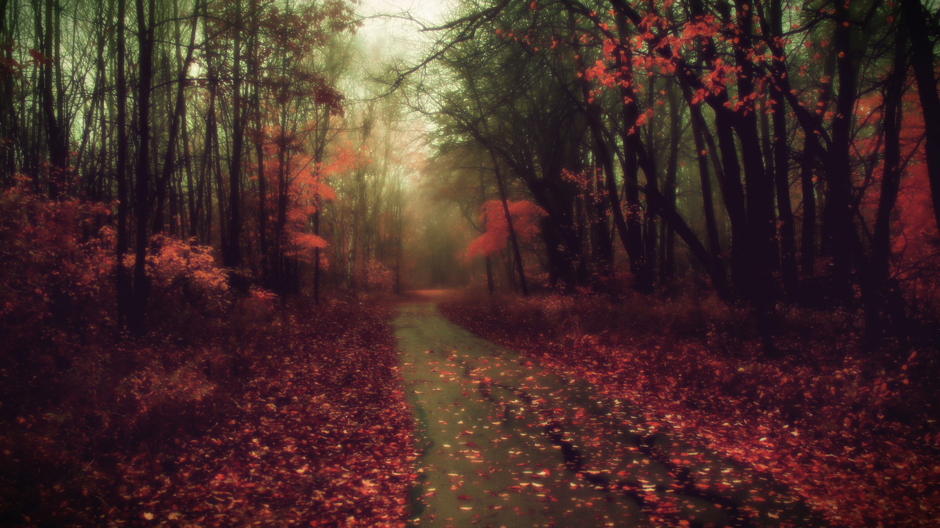 Autumn forest path with fallen leaves HD Wallpaper