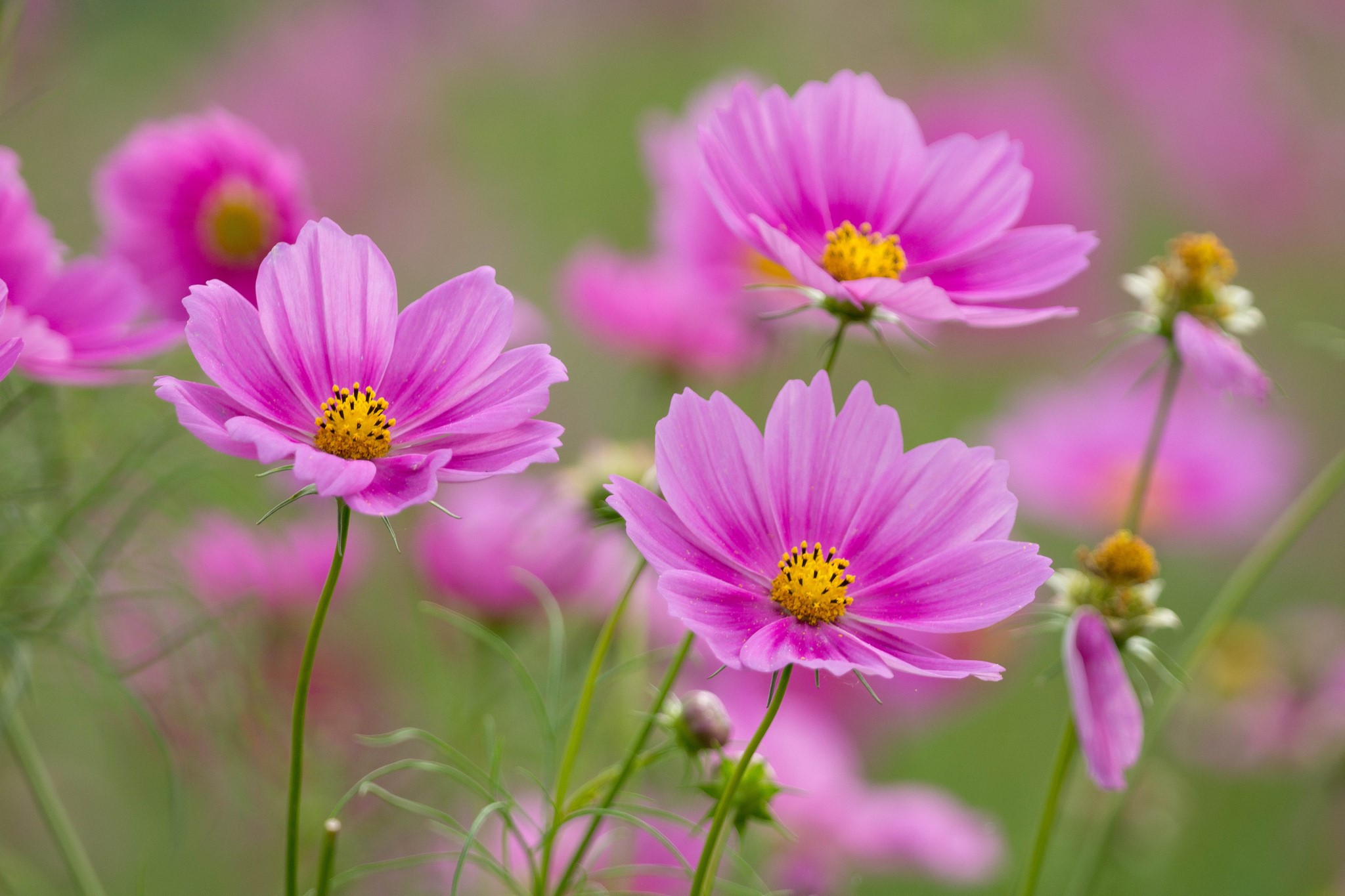 Pink cosmos flowers in a field HD Wallpaper