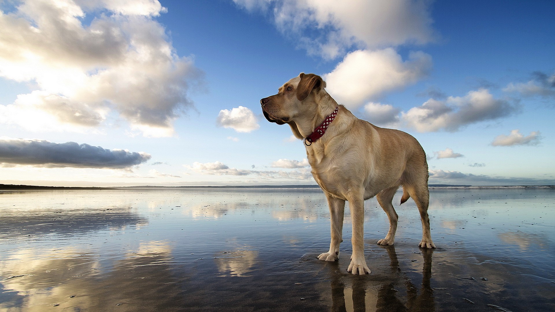 A Boerboel dog stands on a wet beach under a cloudy sky. HD Wallpaper