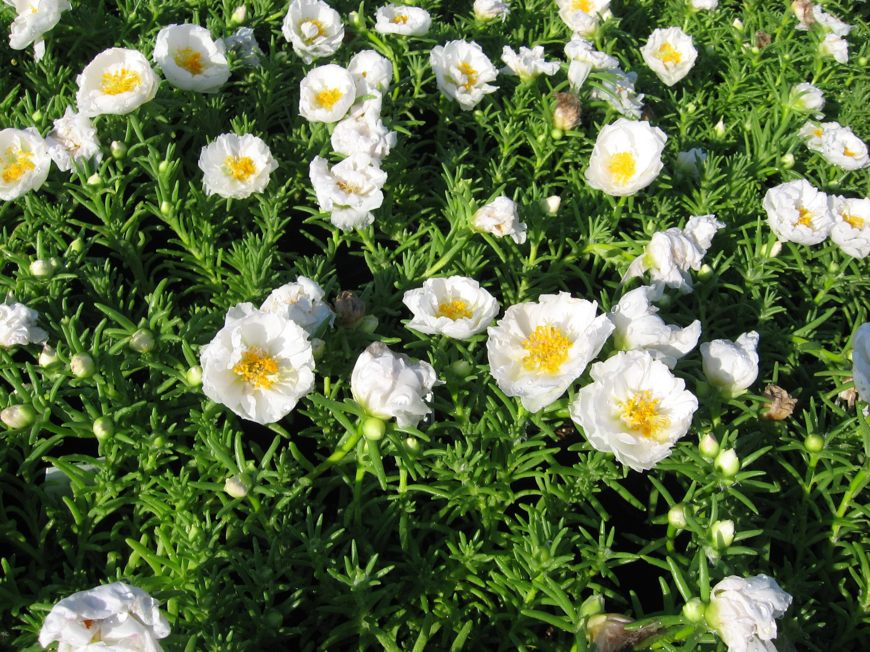 Many white Portulaca flowers with green leaves HD Wallpaper