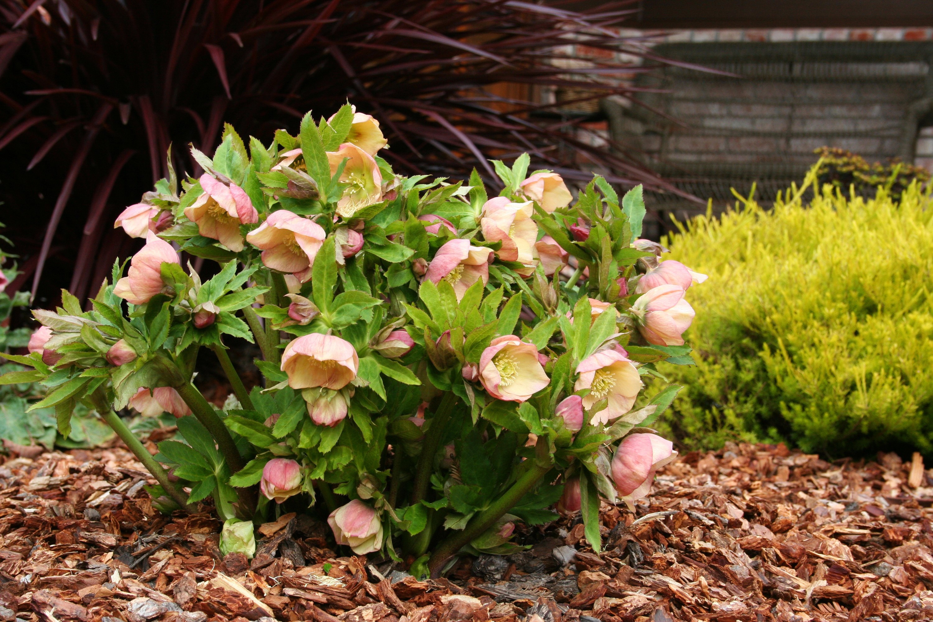 Pink Hellebore flowers in a garden bed HD Wallpaper