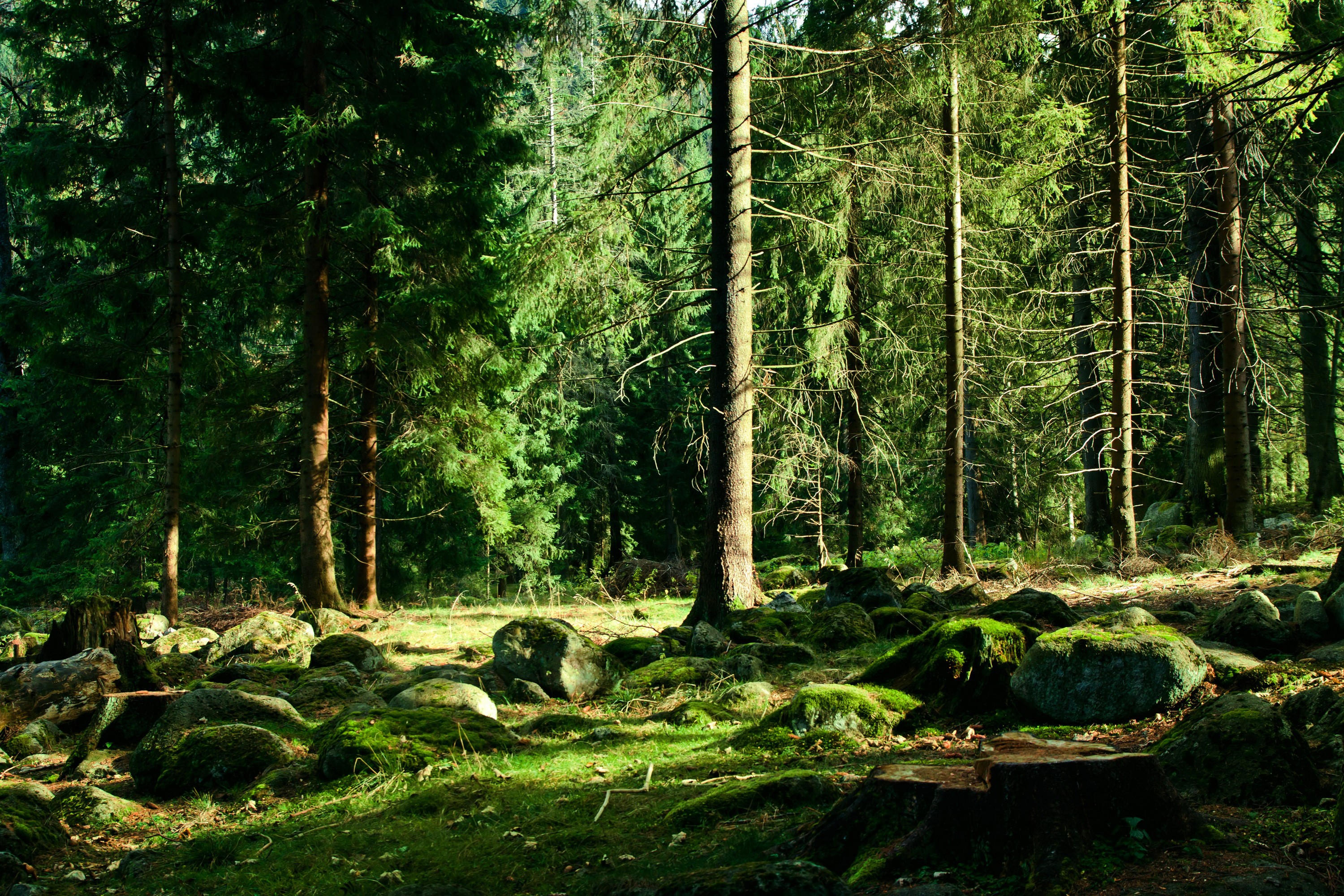 Sunlight filtering through a mossy forest floor with large rocks HD Wallpaper