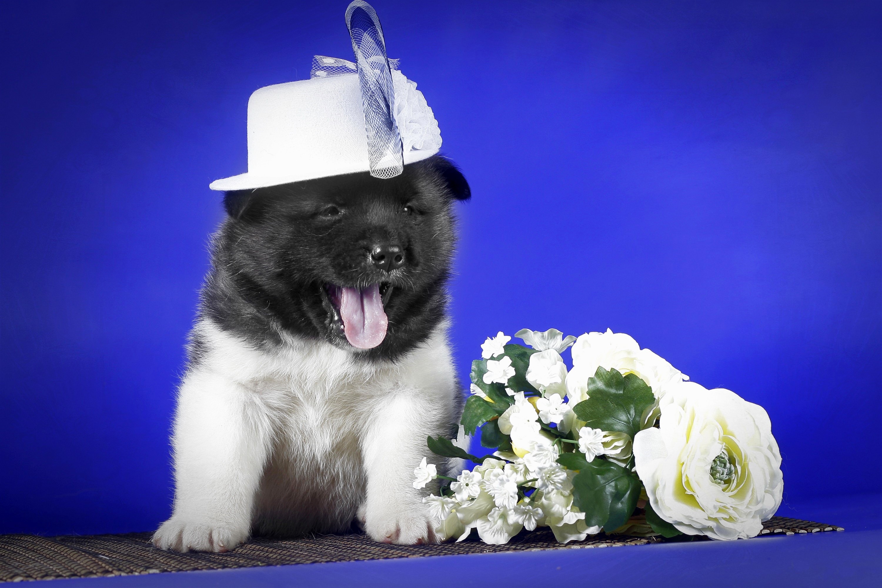 Akita puppy wearing a white hat with flowers HD Wallpaper
