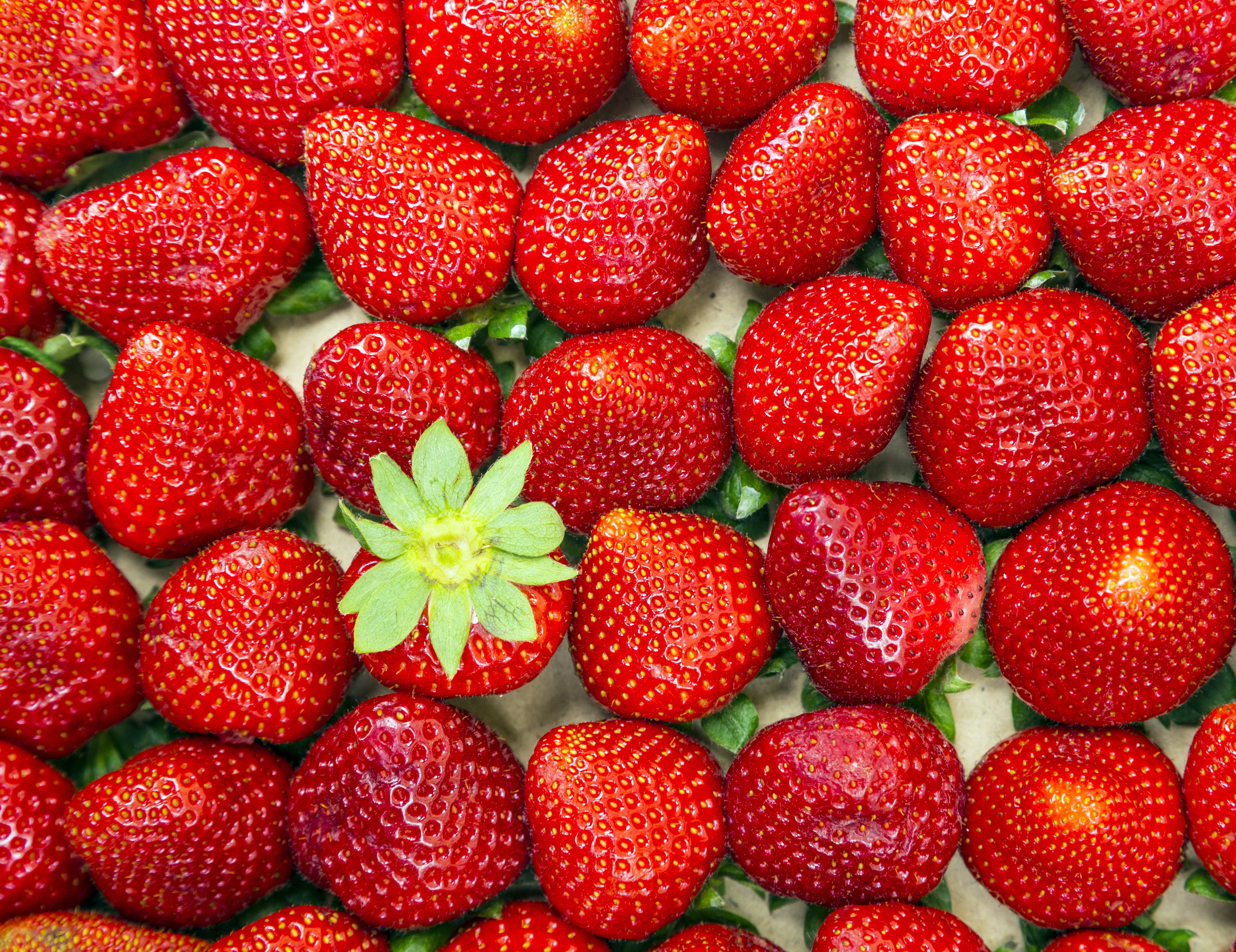 Many Strawberries HD Wallpaper