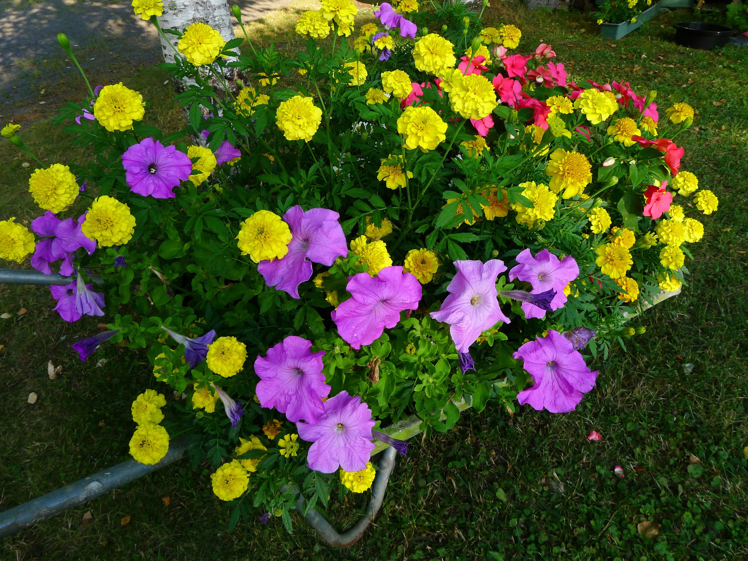 Wheelbarrow filled with yellow marigolds and purple petunias HD Wallpaper