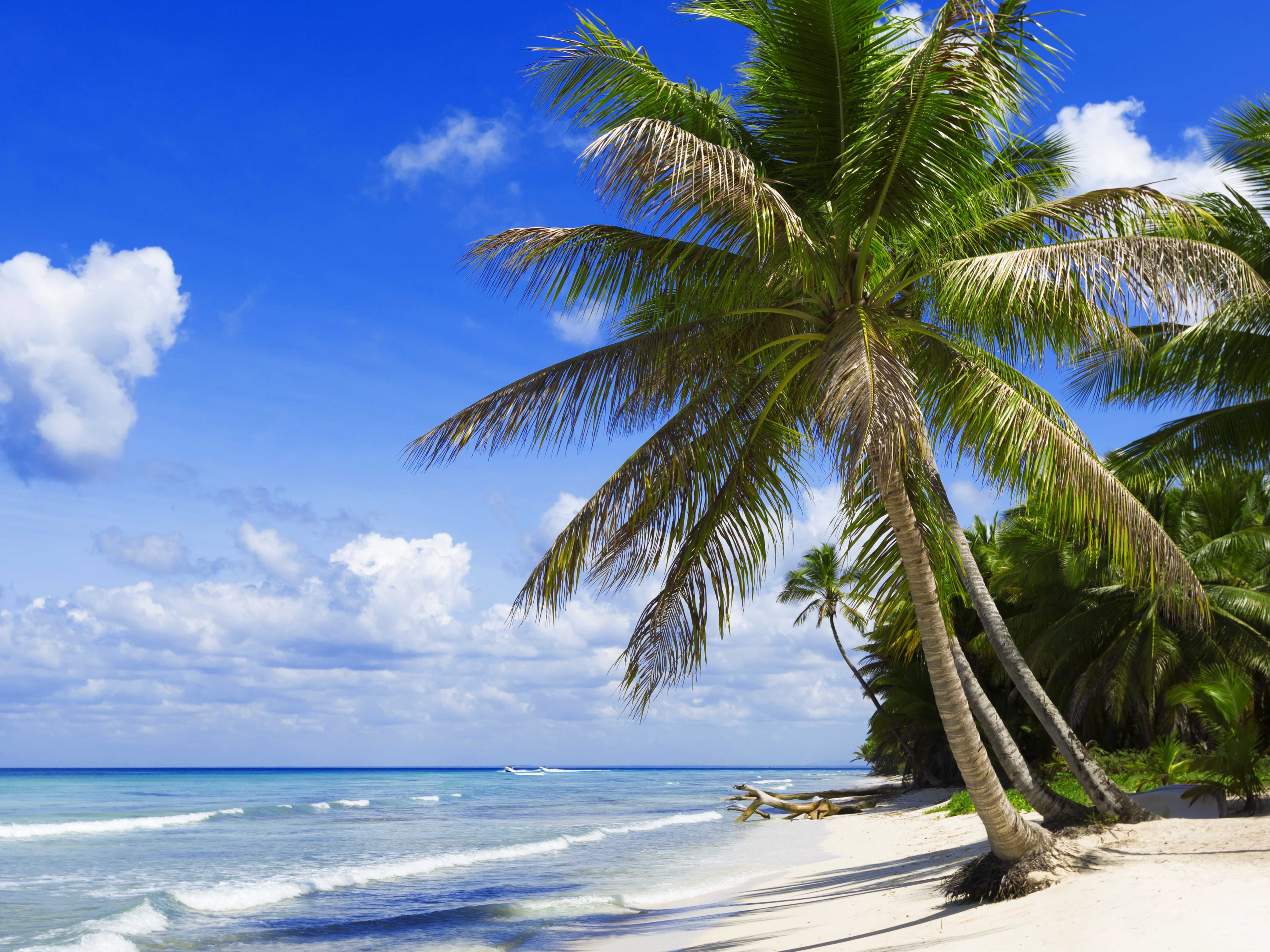 Tropical beach with palm trees and ocean HD Wallpaper