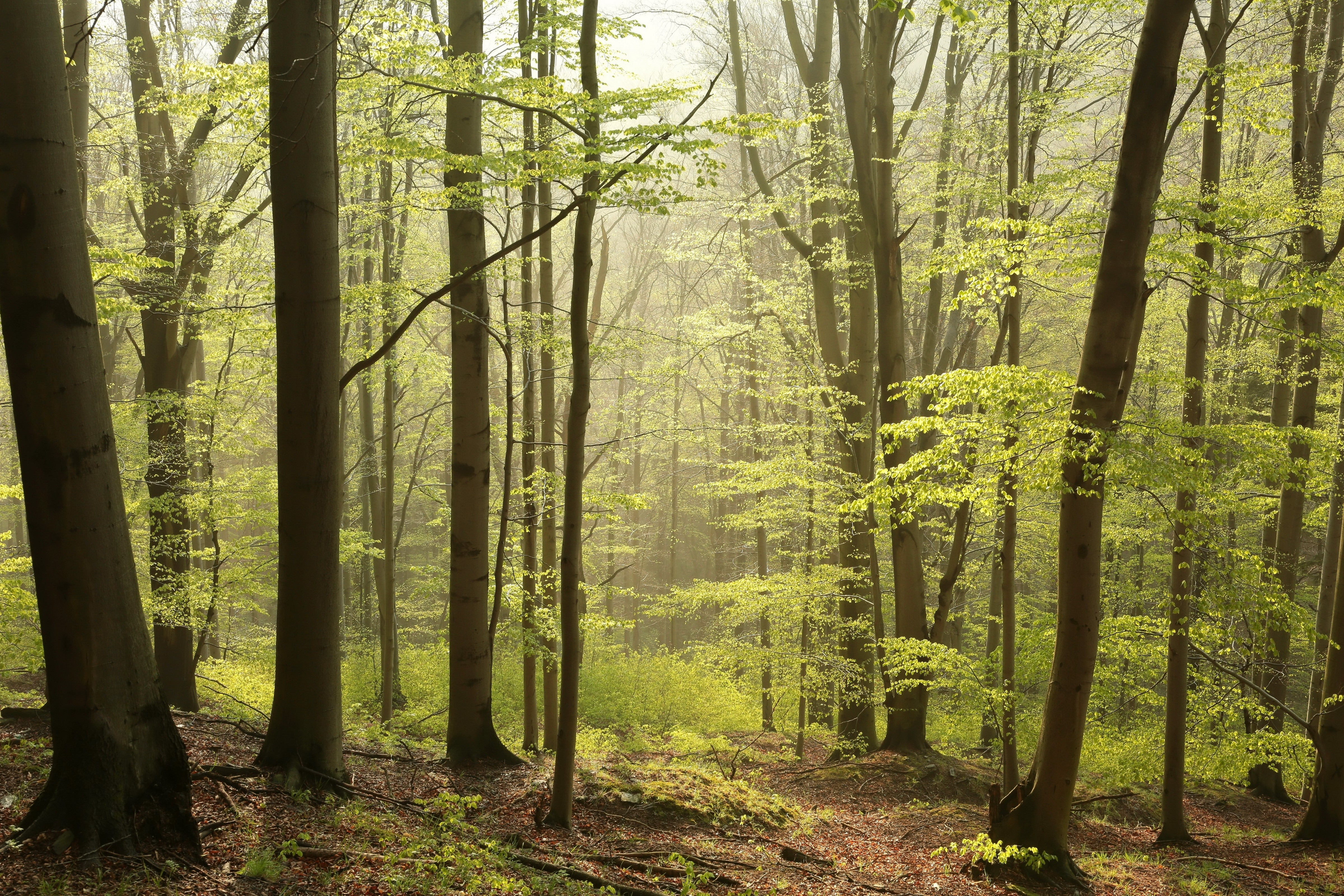 Forest with tall trees and green leaves HD Wallpaper