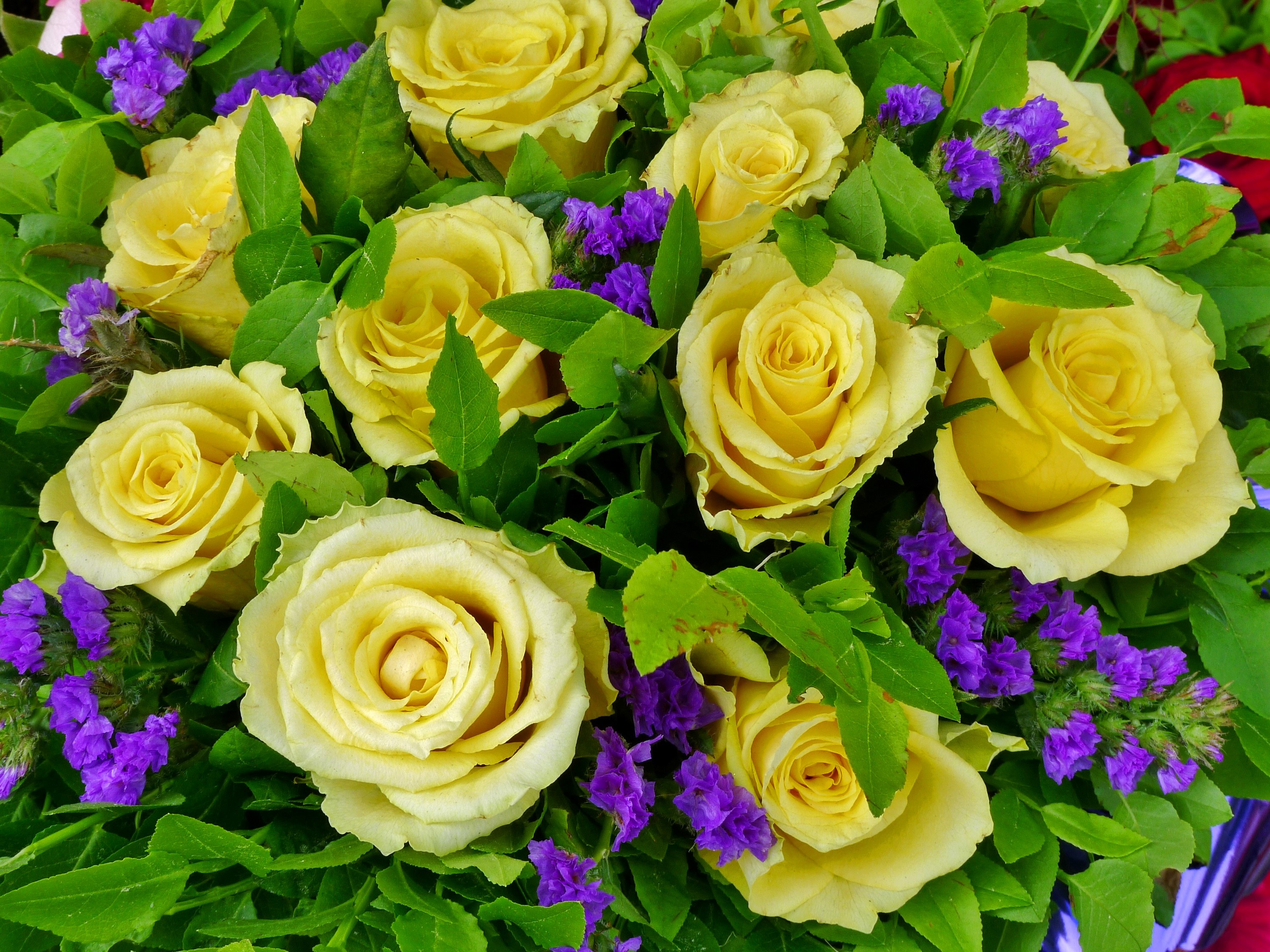 Yellow Roses and Purple Flowers Bouquet HD Wallpaper