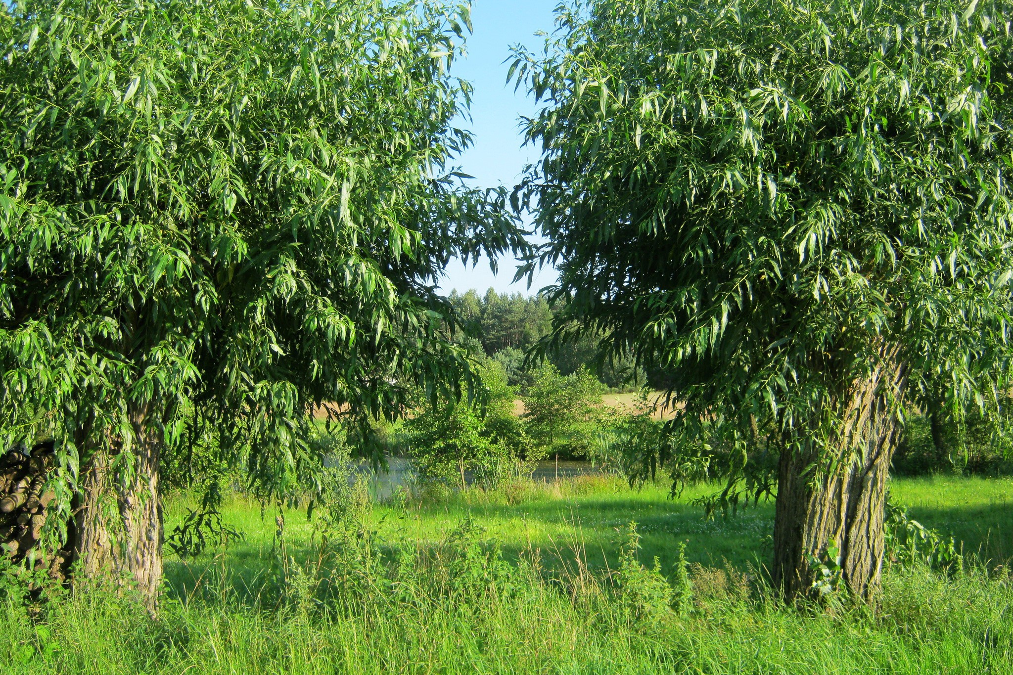 Two willow trees in a sunny meadow in Poland HD Wallpaper