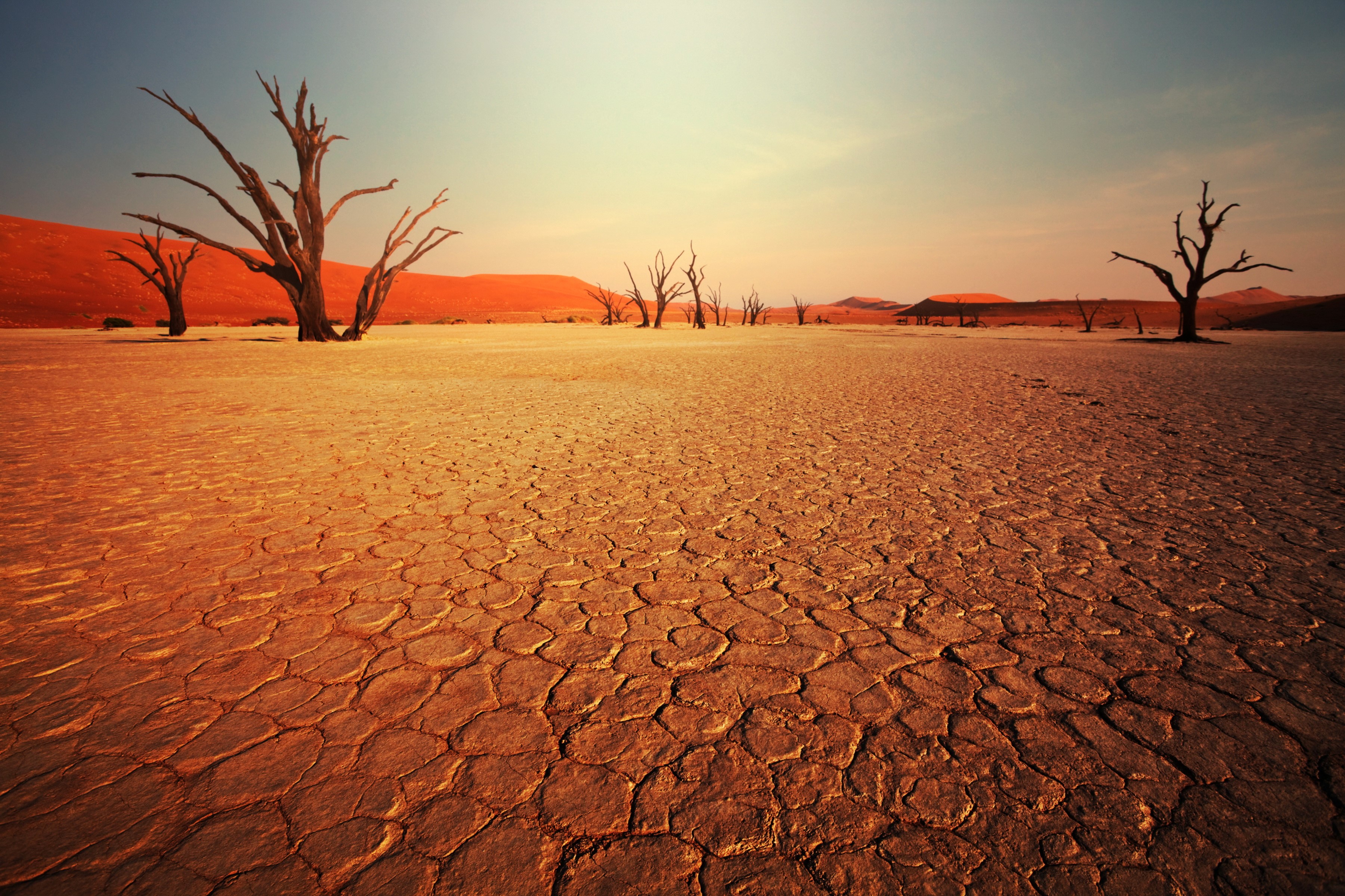 Dead trees in a cracked desert landscape HD Wallpaper