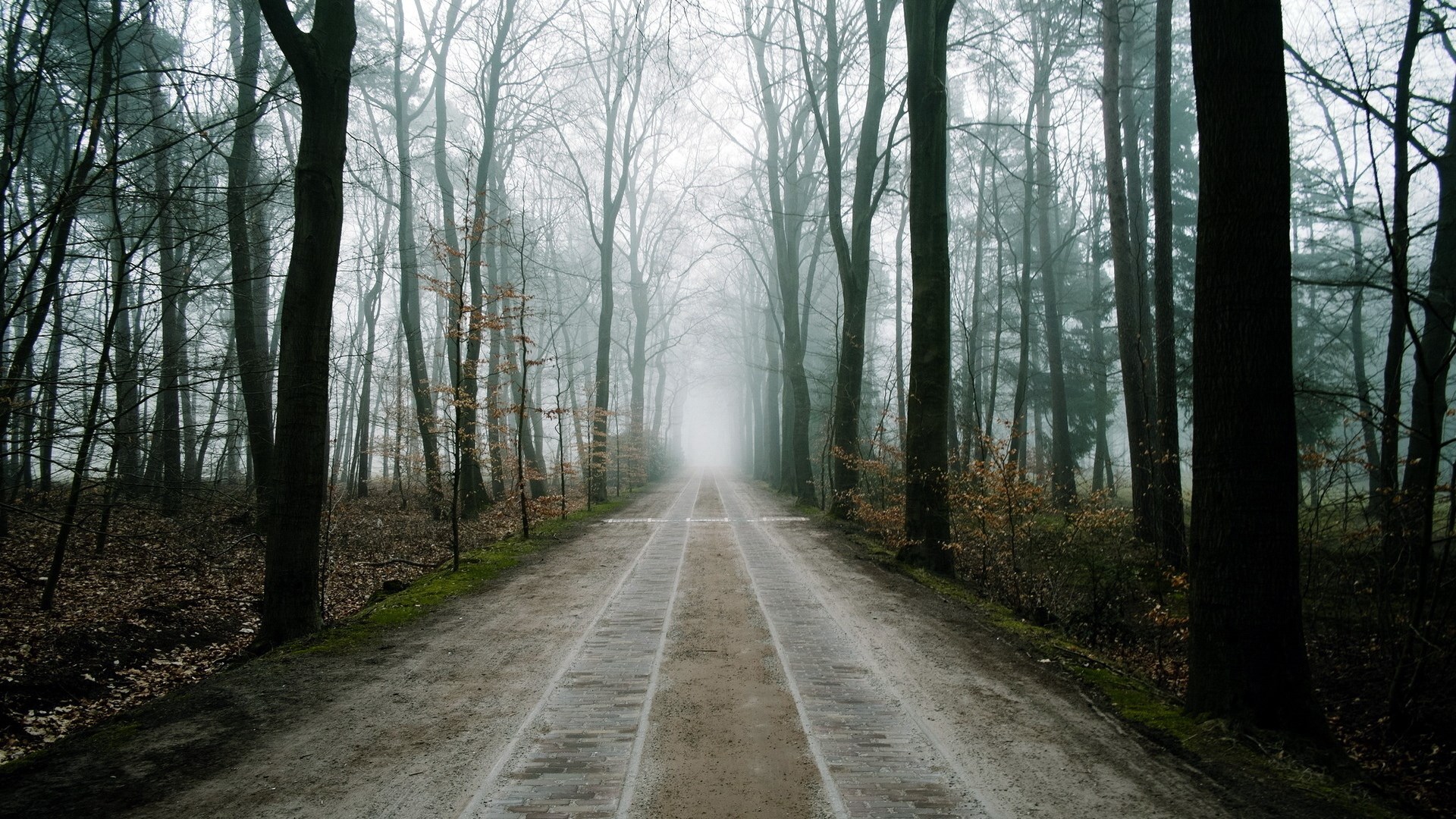 A foggy forest path with trees on either side HD Wallpaper