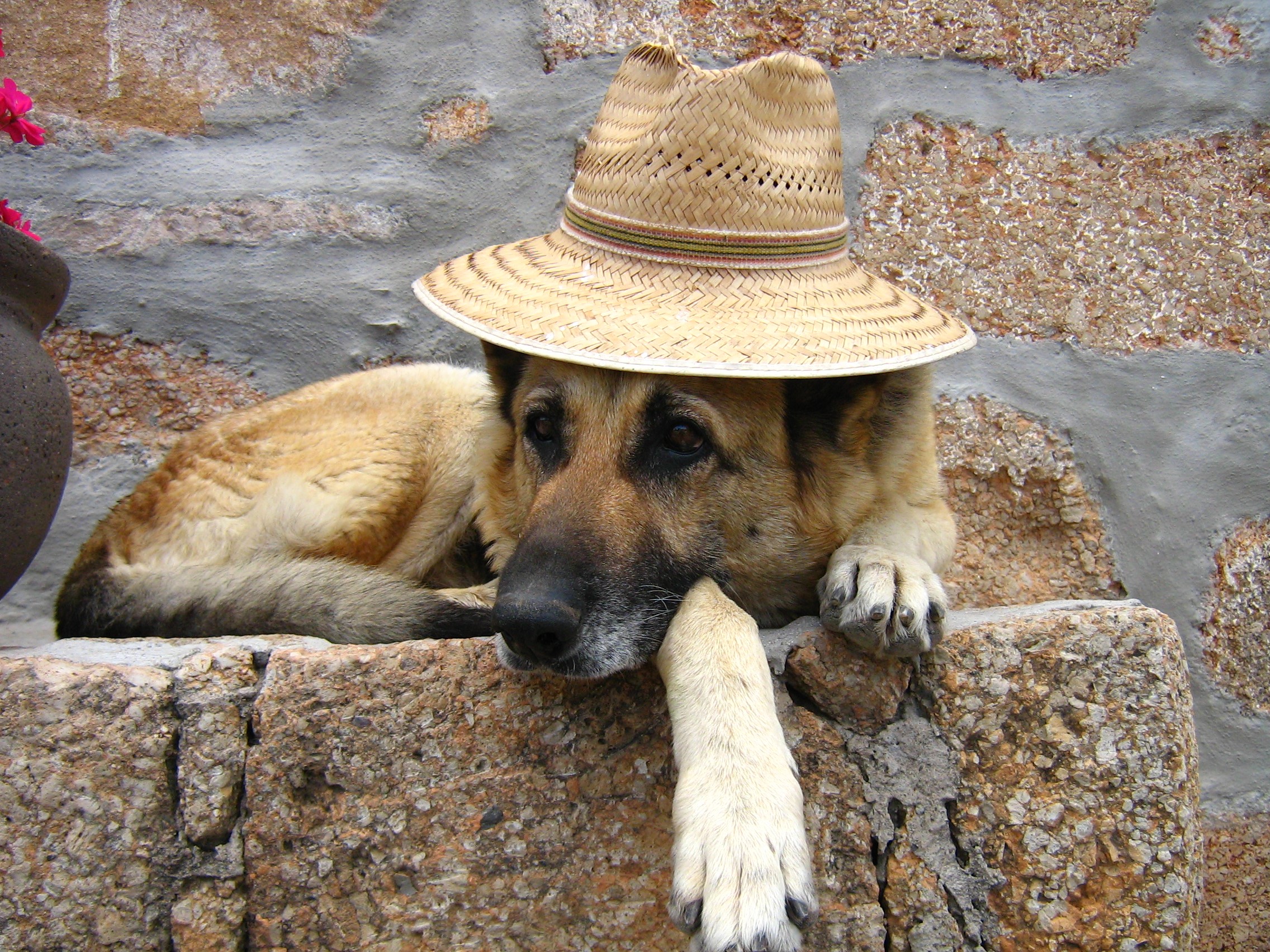 German Shepherd dog wearing a straw hat HD Wallpaper