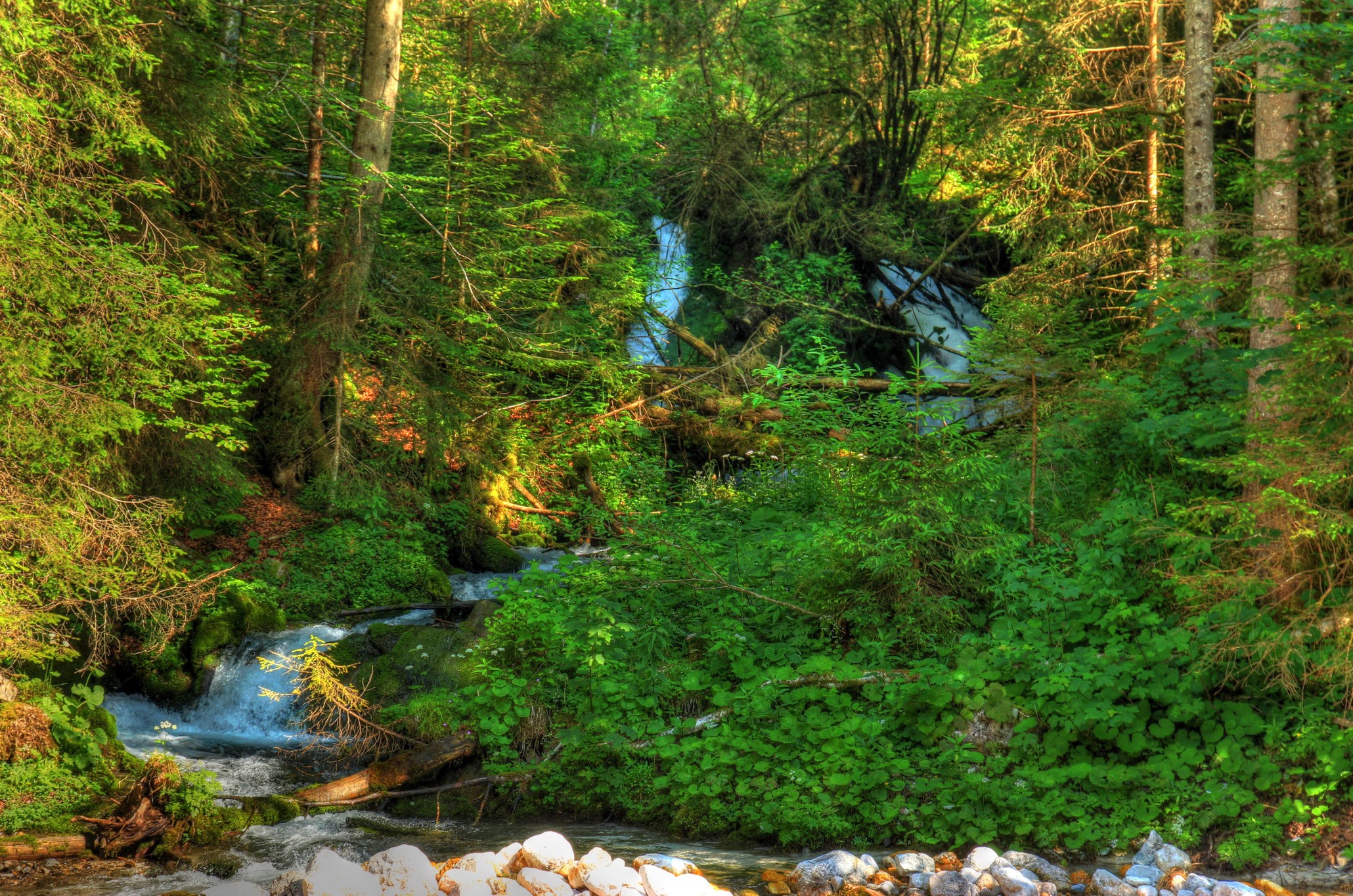 Forest stream in Bavaria, Germany HD Wallpaper