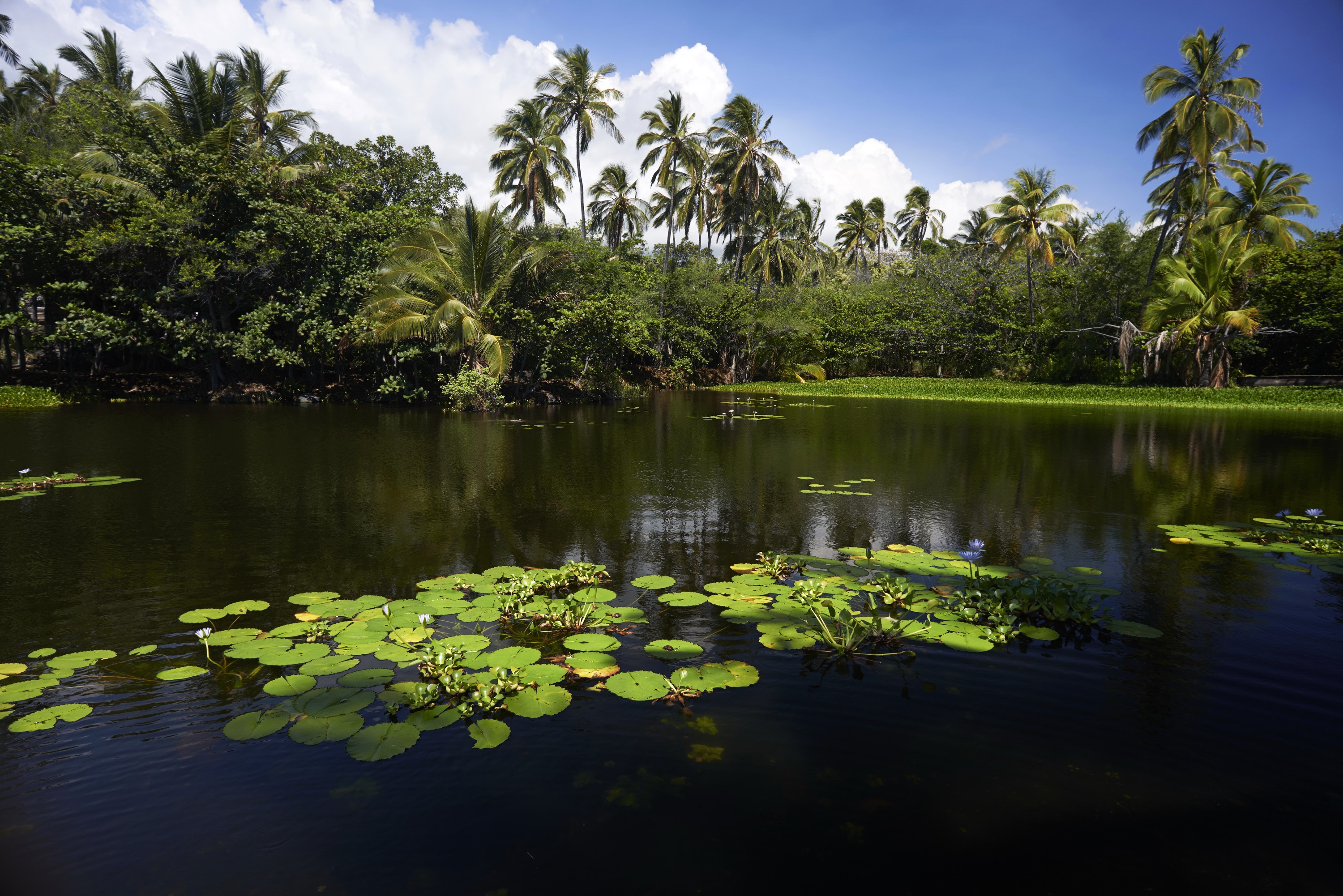 Pond with lily pads and palm trees in Hawaii HD Wallpaper