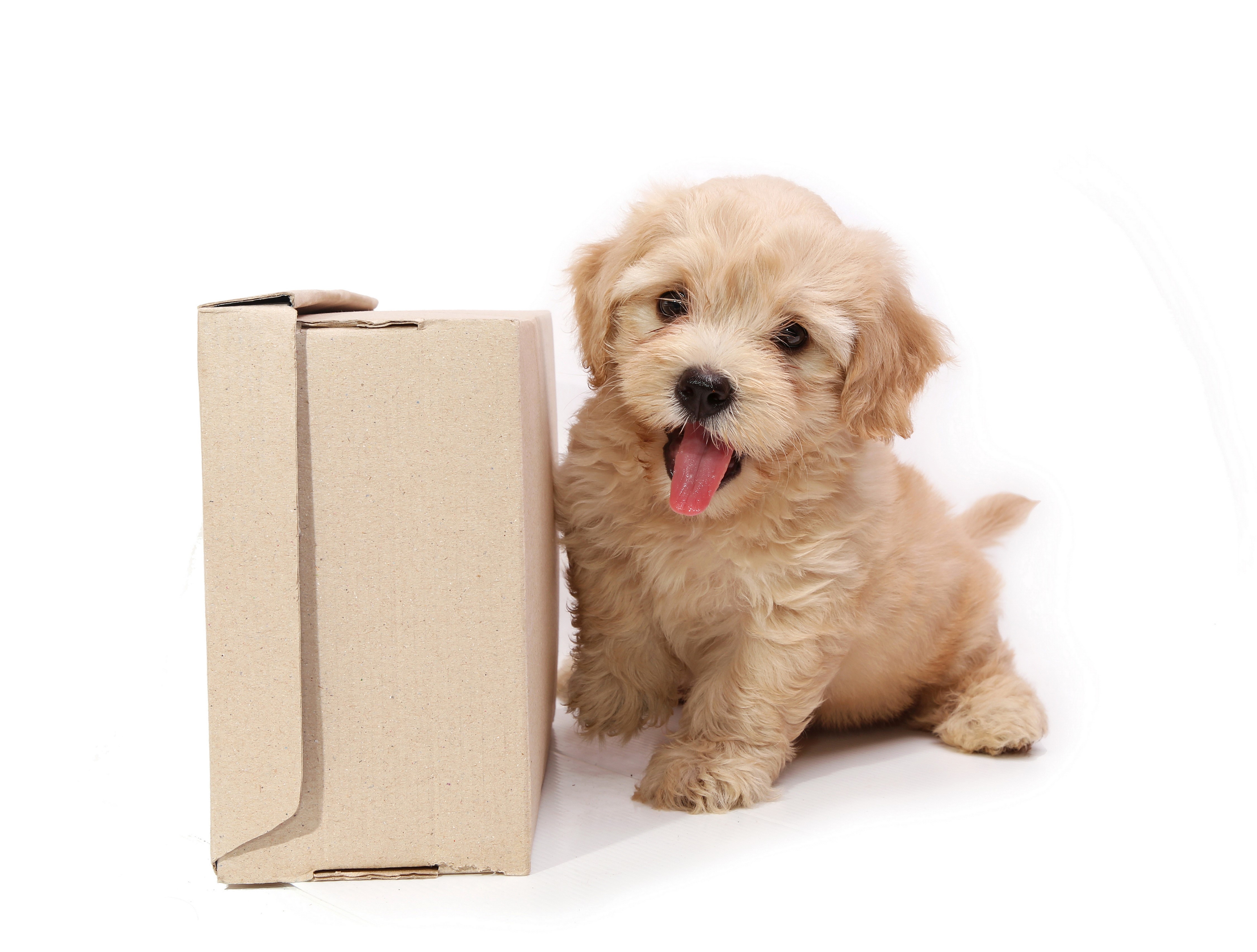 Puppy next to a cardboard box HD Wallpaper