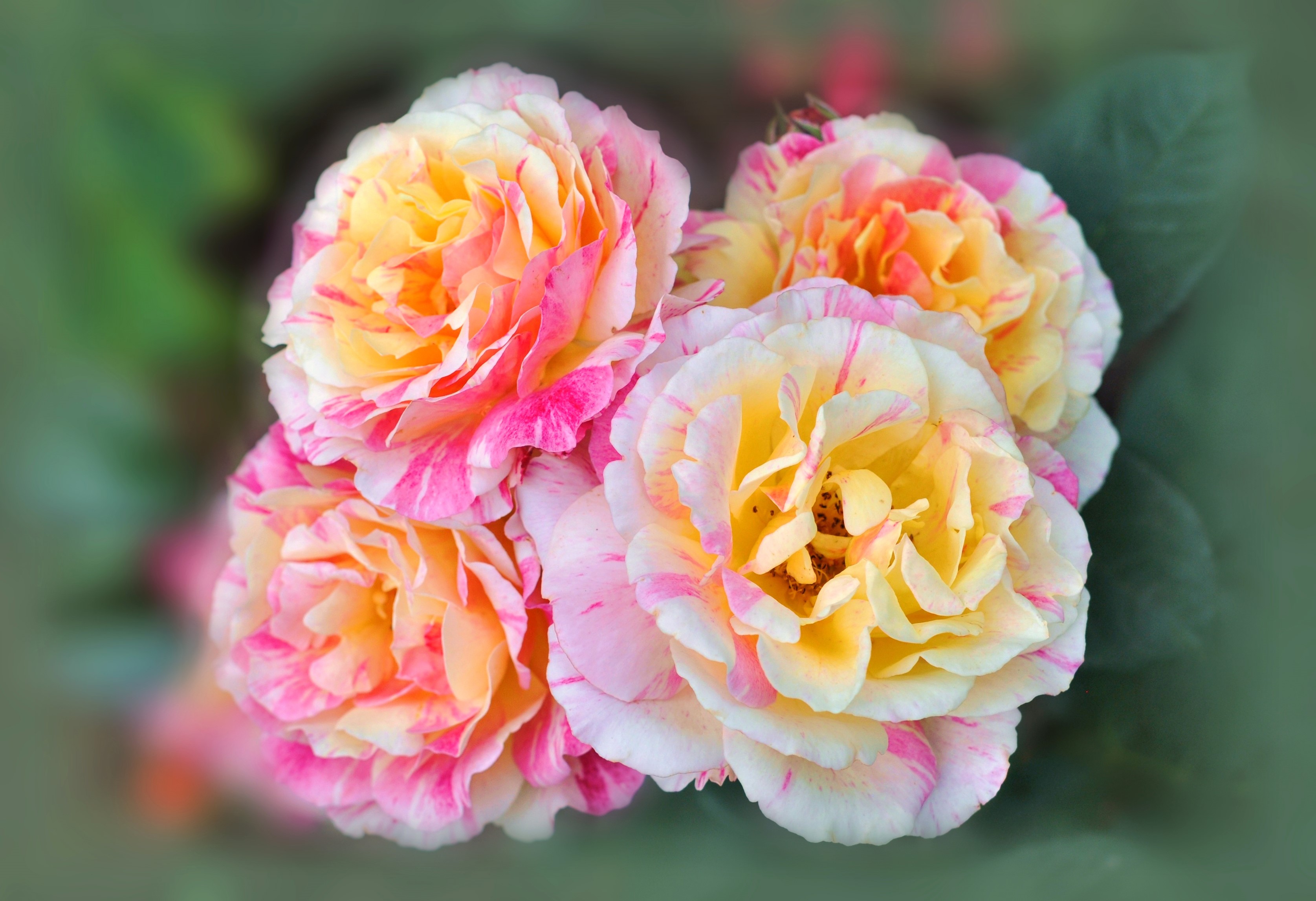 Close-up of four striped roses HD Wallpaper
