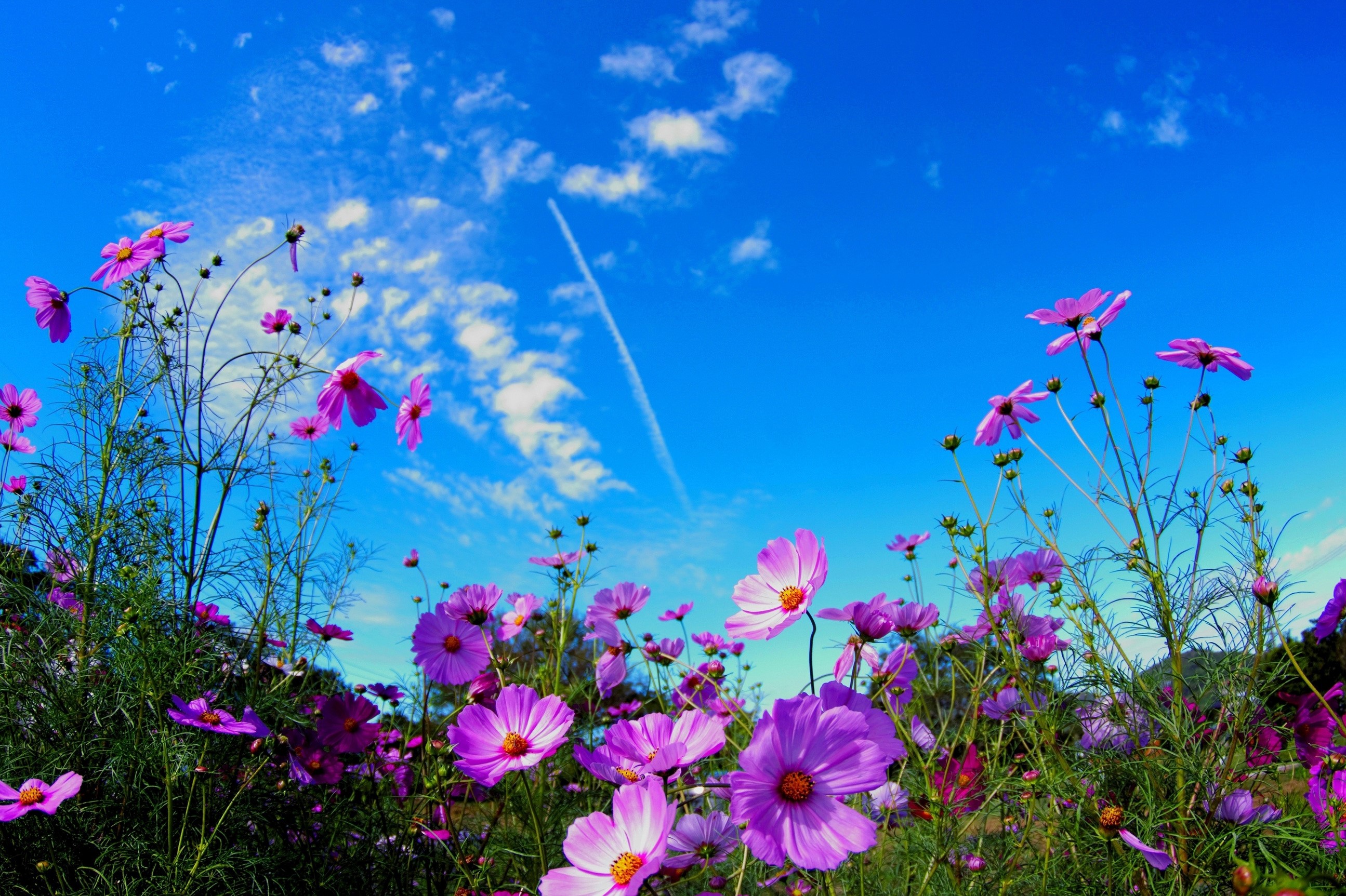 Purple Cosmos Flowers Under a Blue Sky HD Wallpaper