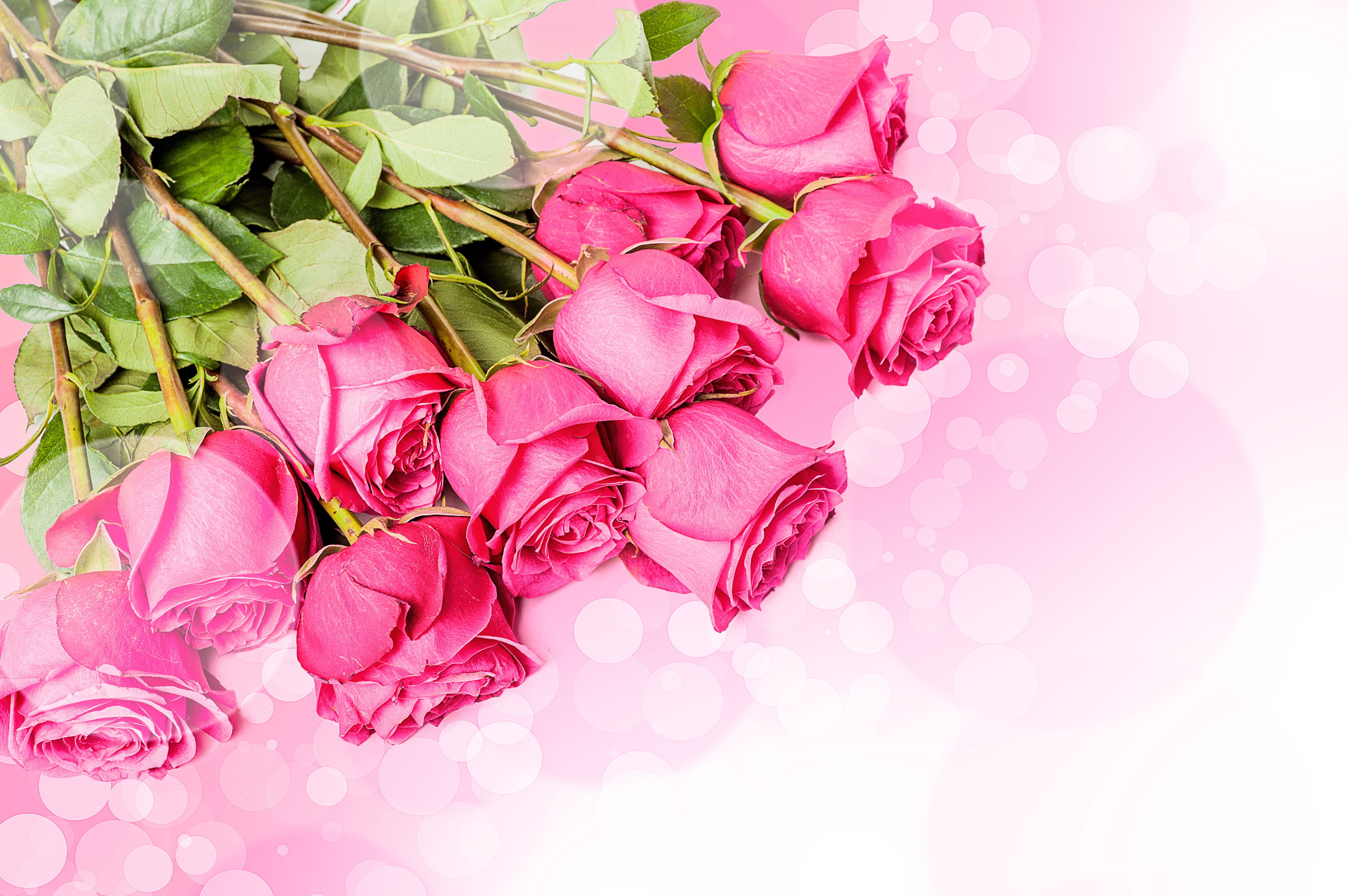 Many Pink Roses HD Wallpaper