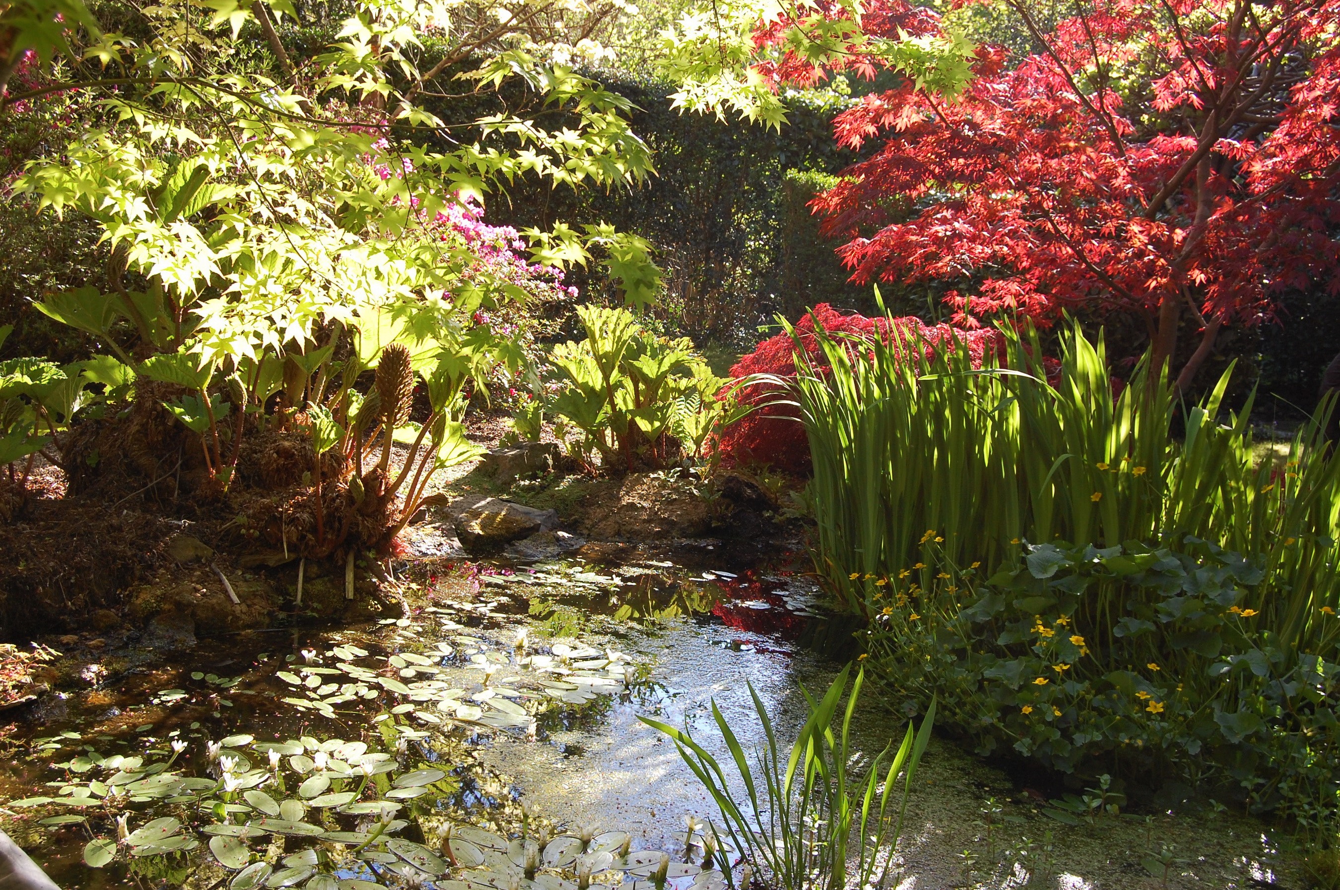 A tranquil garden pond with lush foliage and red maple trees. HD Wallpaper