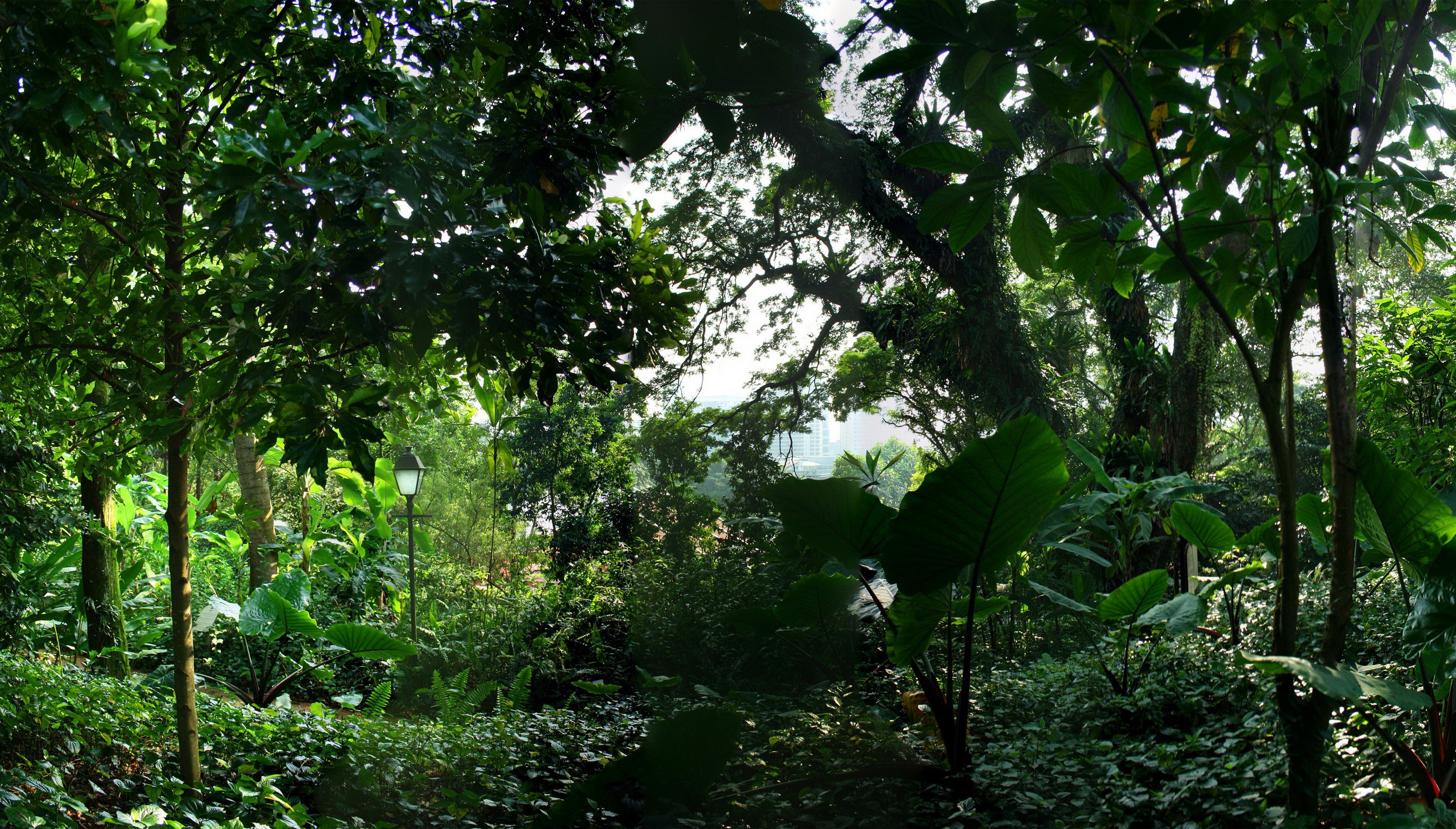 Singapore Parks with Trees and Shrubs HD Wallpaper