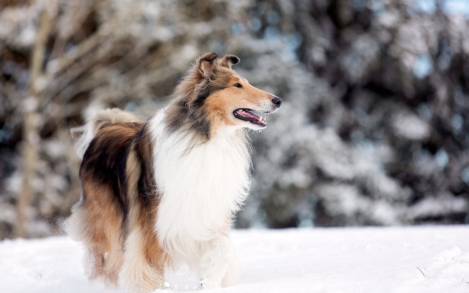 Rough Collie dog running in the snow HD Wallpaper