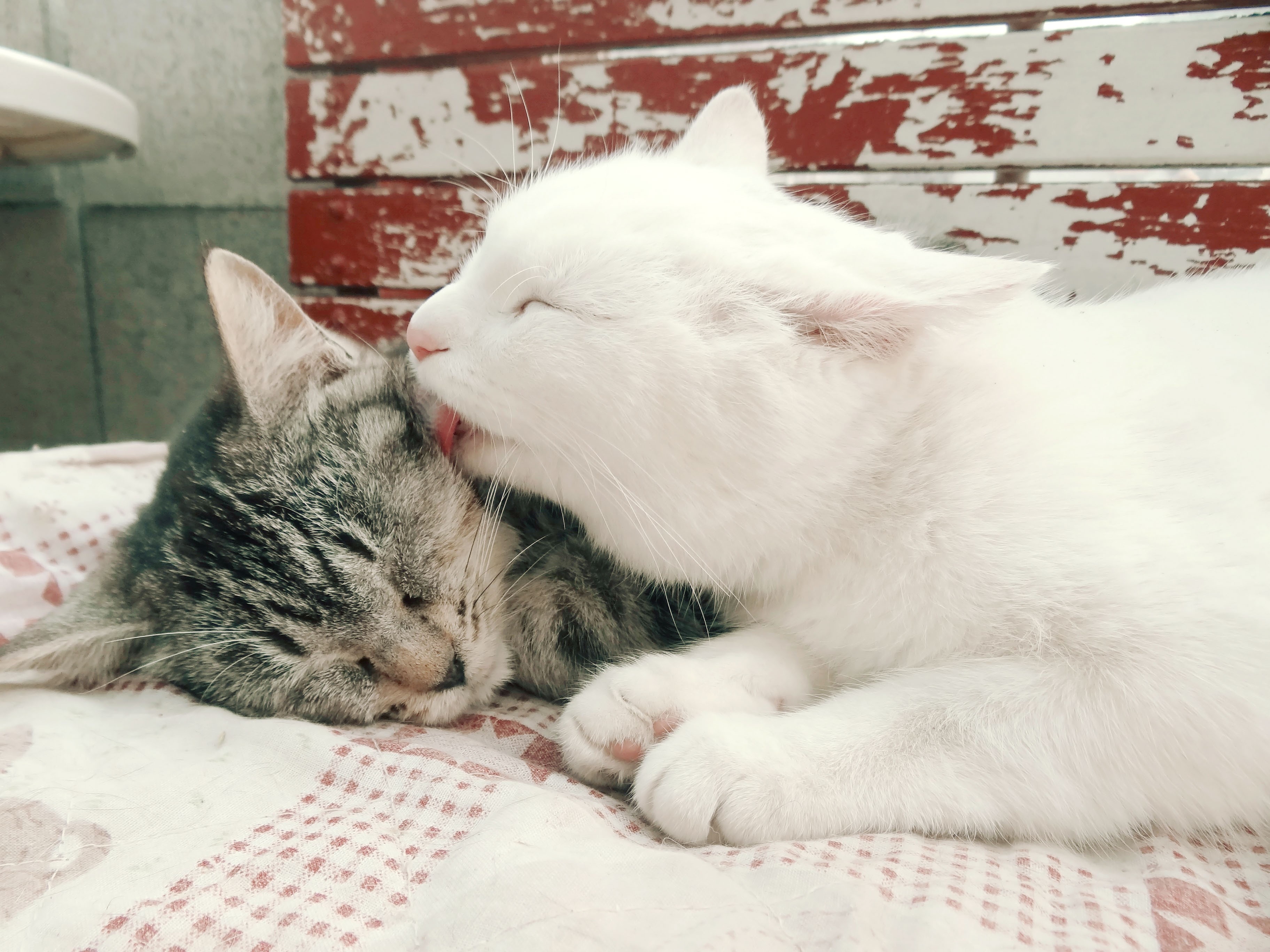 Two cats grooming each other HD Wallpaper