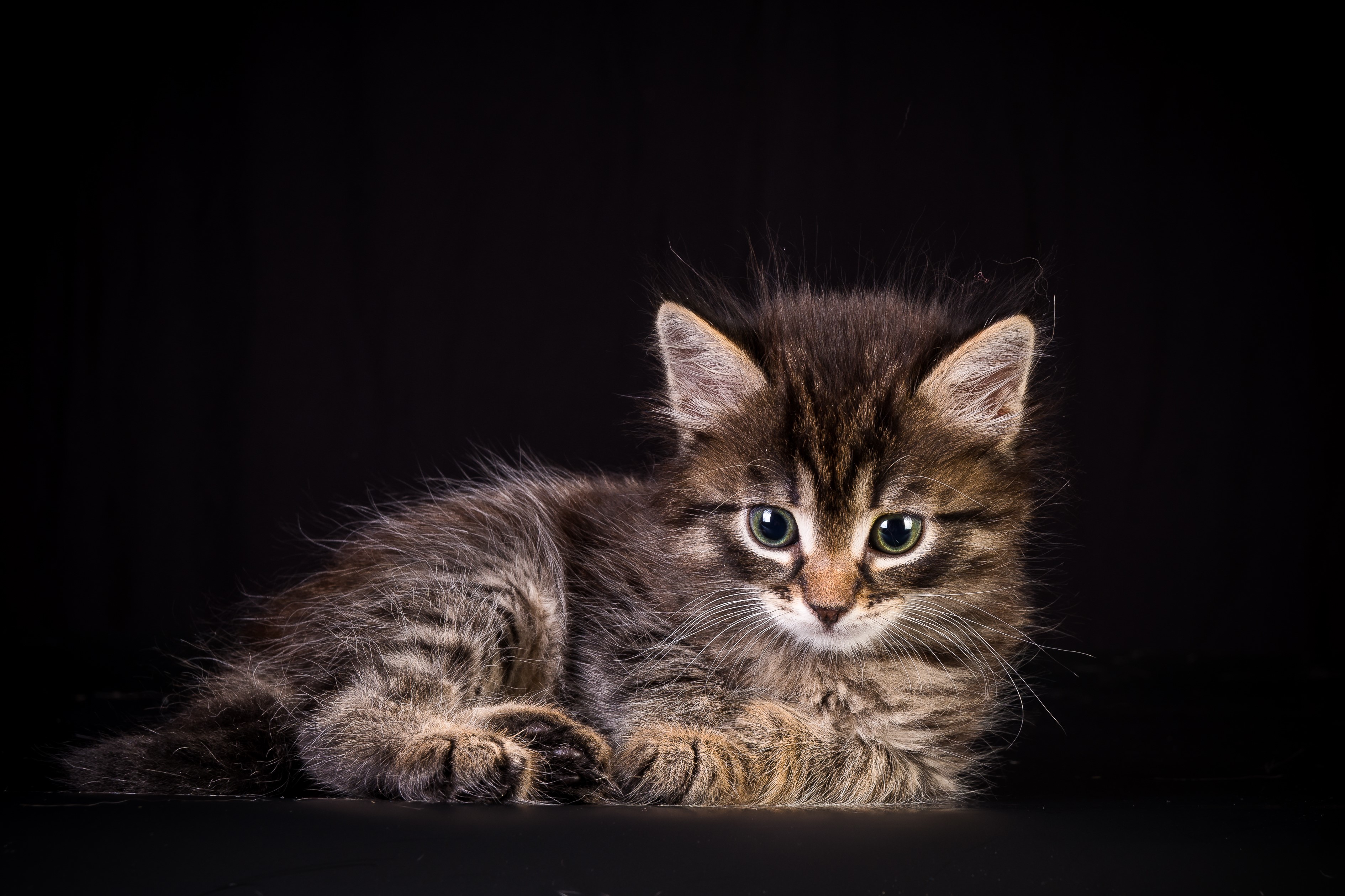 A fluffy tabby kitten lying down HD Wallpaper