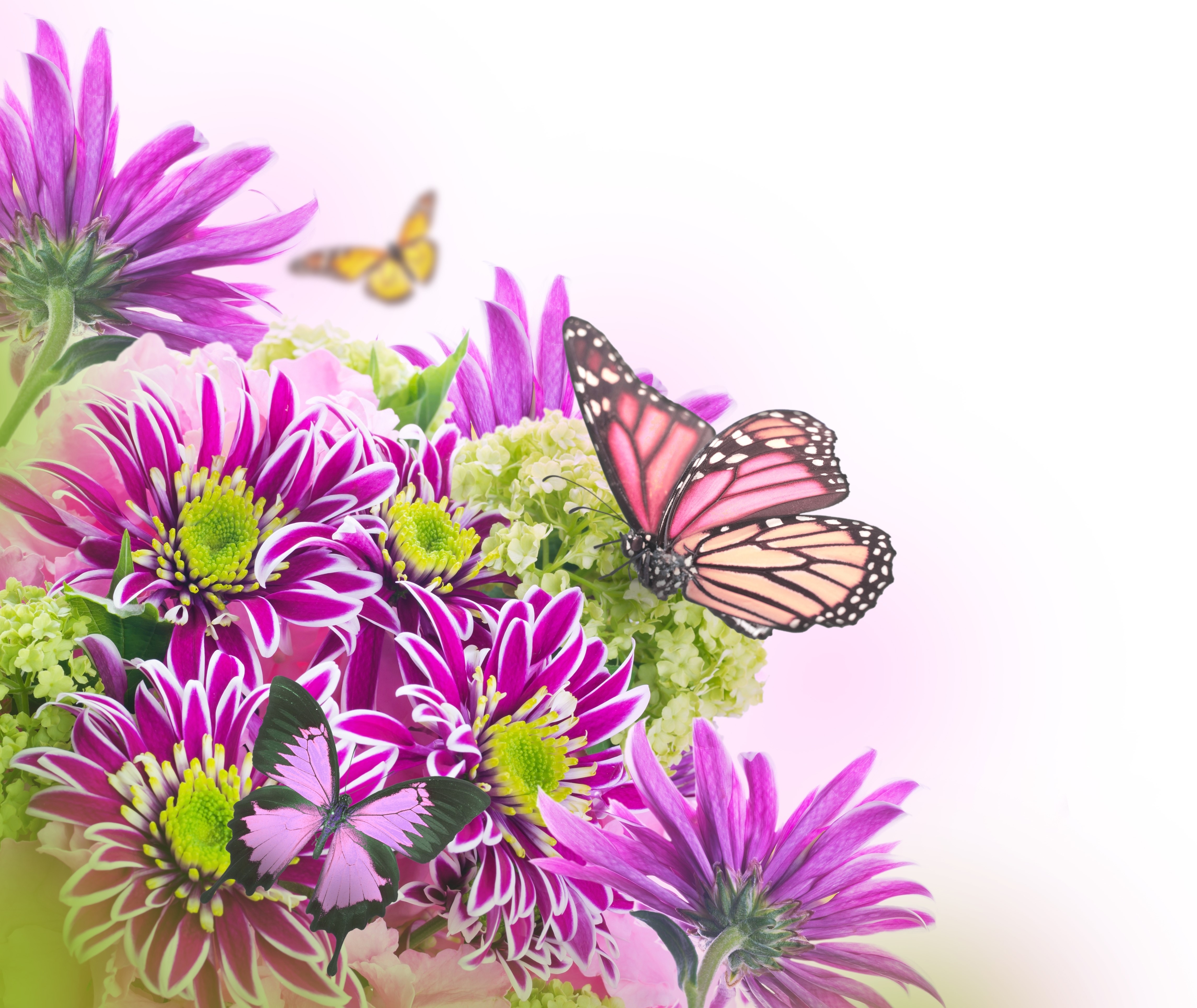 4K Chrysanthemums and Butterflies HD Wallpaper