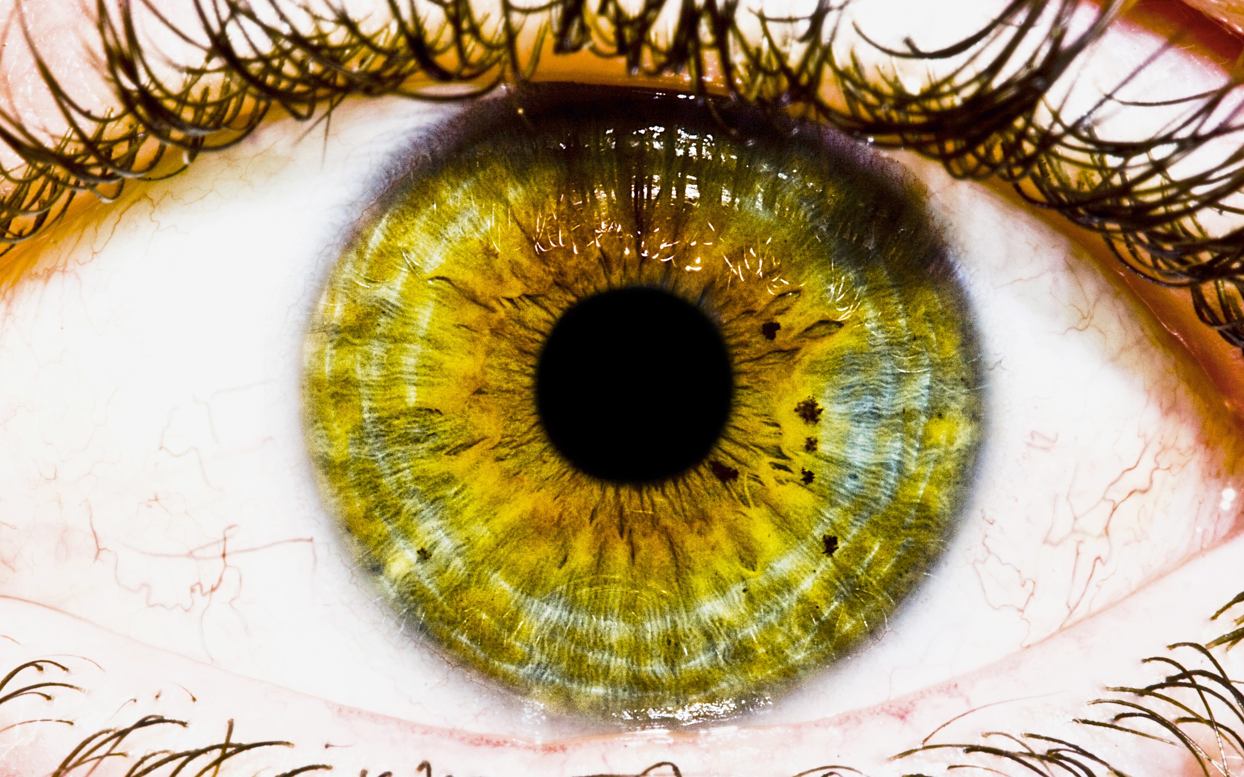 Extreme Closeup of a Human Eye HD Wallpaper
